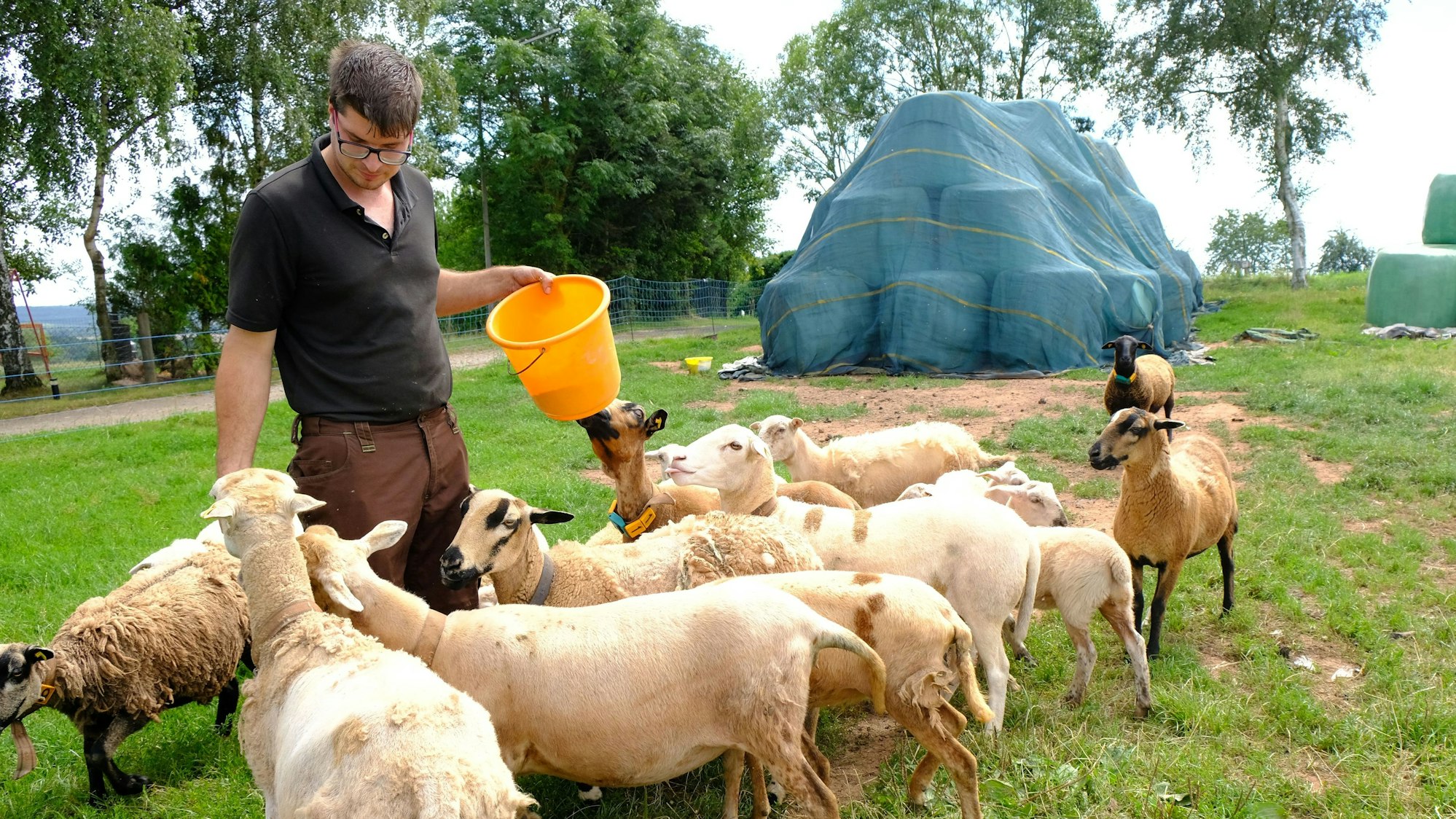 Schafhalter Matthias Förster aus Mechernich-Glehn inmitten seiner Schafherde. Im Hintergrund sind Siloballen zu sehen, die unter einer blauen Plane gelagert werden.