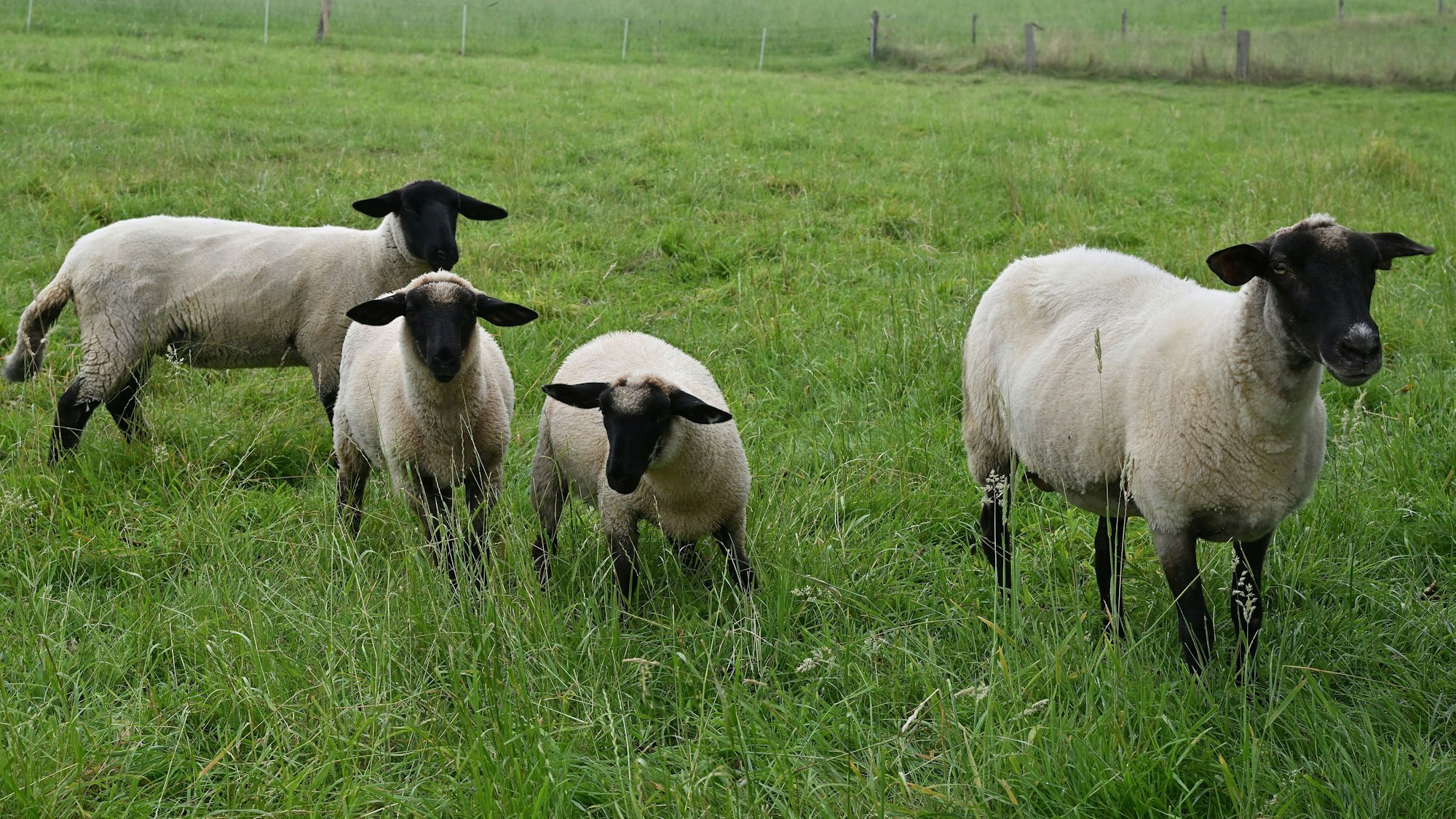 Schwarzkopfschafe stehen auf einer Weide.