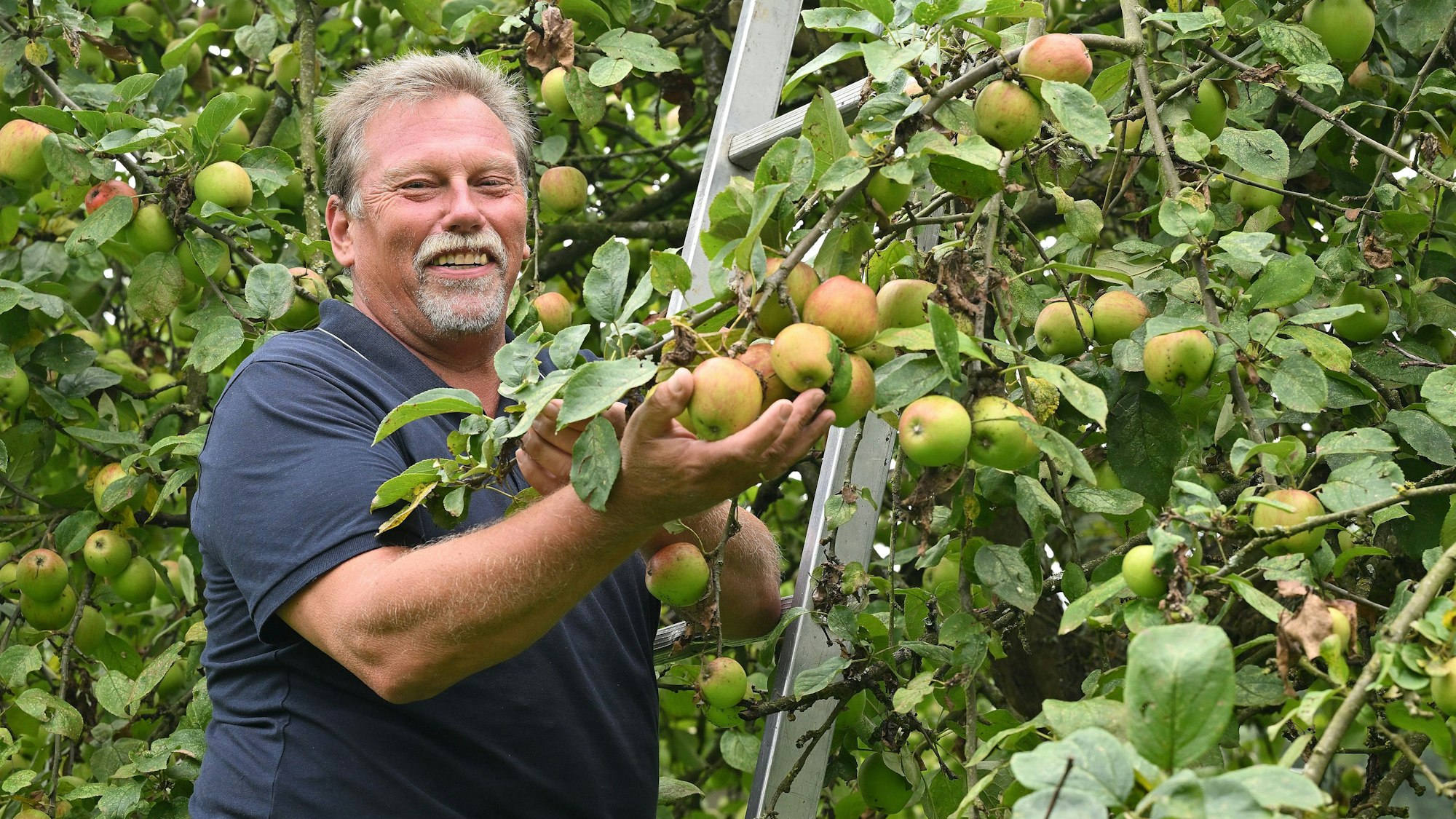 Andreas Thomas steht auf einer Leiter und hält Äpfel in die Kamera.