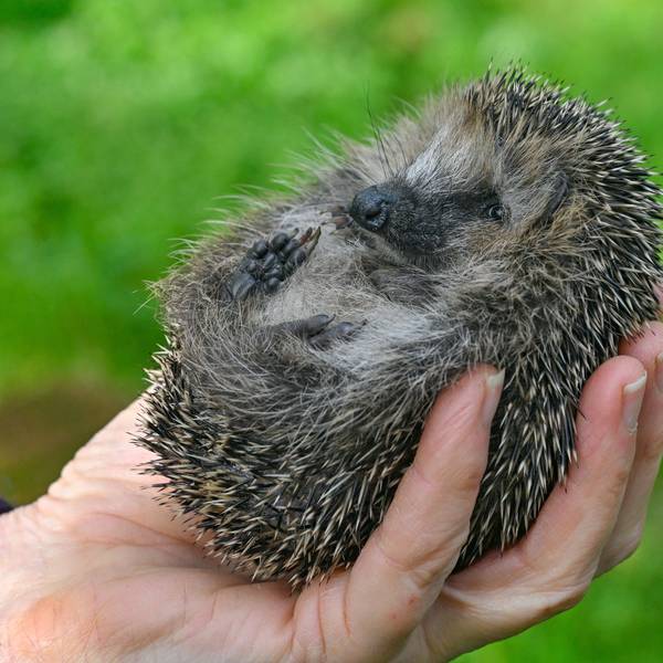 Eine Frau hält einen kleinen Igel in ihrer Hand.