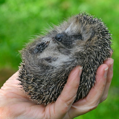 Eine Frau hält einen kleinen Igel in ihrer Hand.