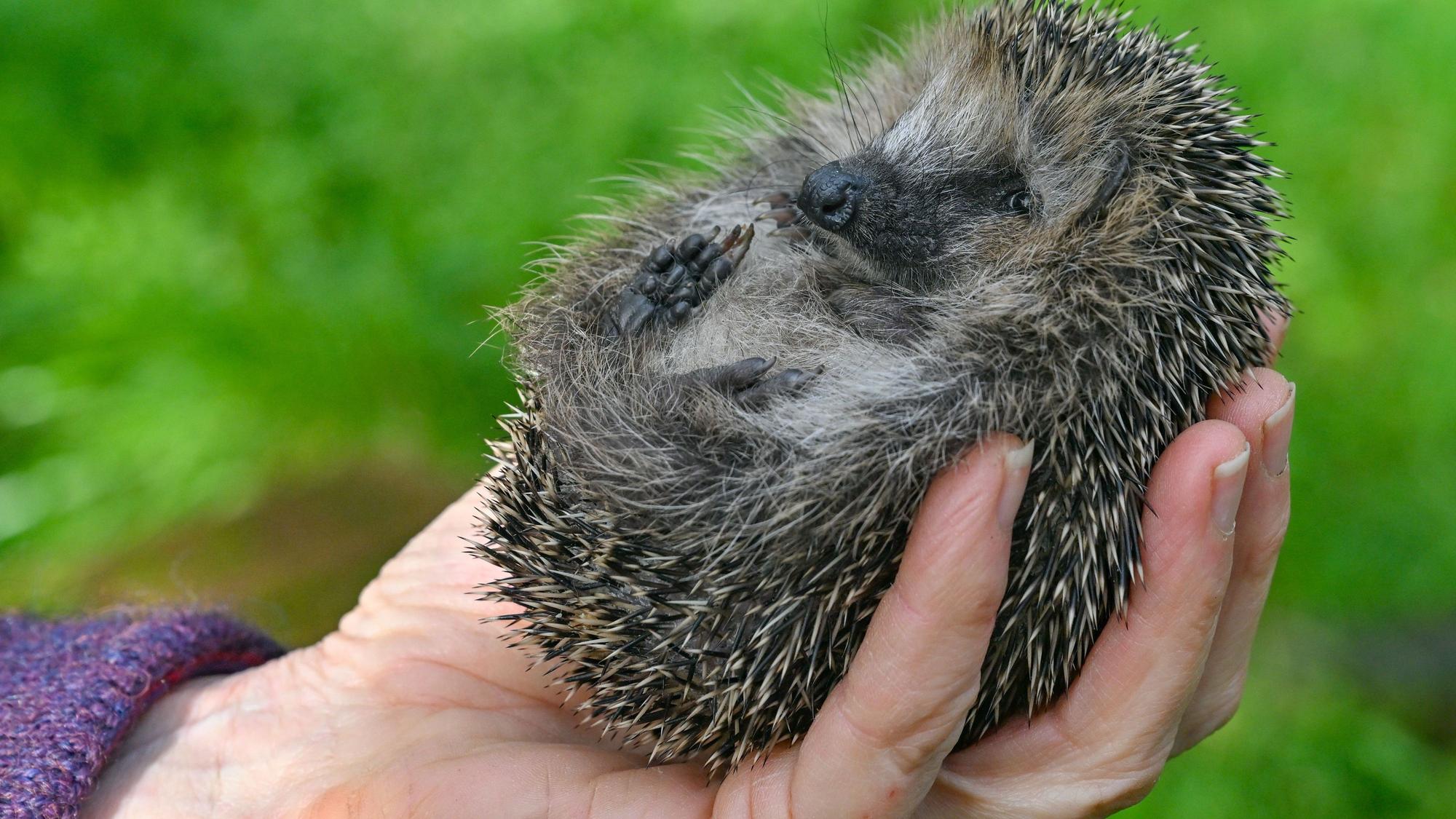 Eine Frau hält einen kleinen Igel in ihrer Hand.