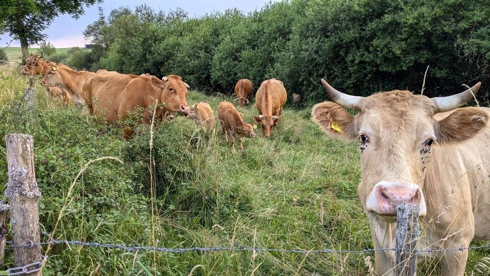 Glanrinder, darunter auch zwei Kälber, grasen auf einer Weide im Genfbachtal bei Nettersheim.