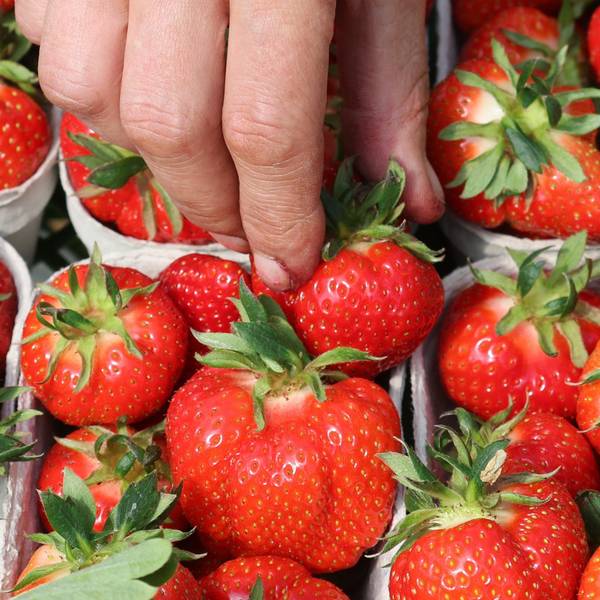 Ein Mann greift in eine Schale mit Erdbeeren (Symbolbild)