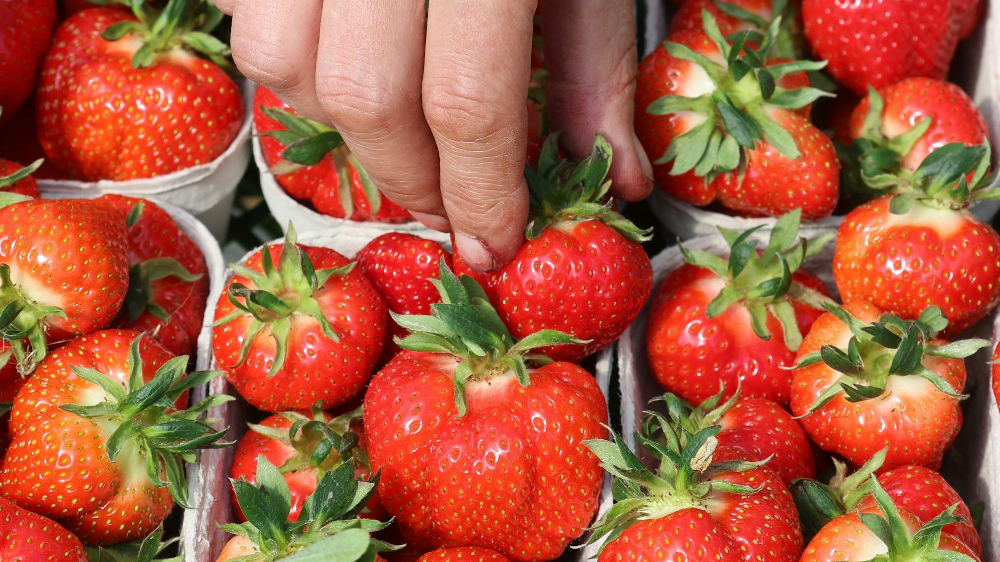 Ein Mann greift in eine Schale mit Erdbeeren (Symbolbild)