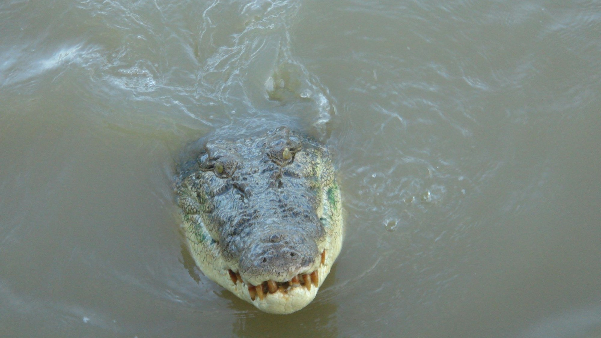 Ein Krokodil schwimmt im Adelaide River im Northern Territory (Symbolbild).