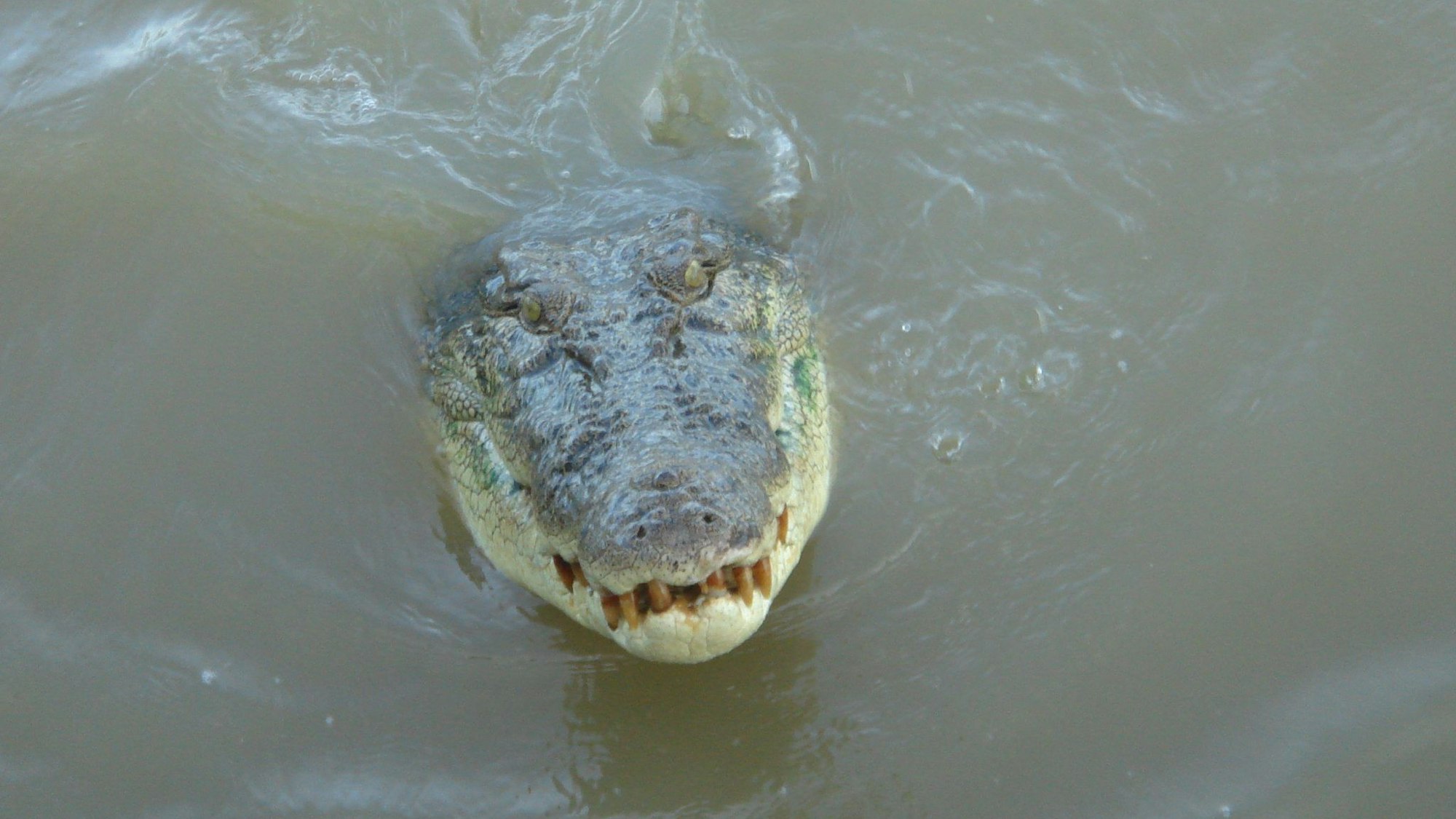 ARCHIV - 17.05.2007, Australien, Adelaide River: Ein Krokodil schwimmt im Adelaide River im Northern Territory (Symbolbild). (zu dpa: «Mann beim Fischen verschwunden - Krokodil-Angriff befürchtet») Foto: Carola Frentzen/dpa +++ dpa-Bildfunk +++