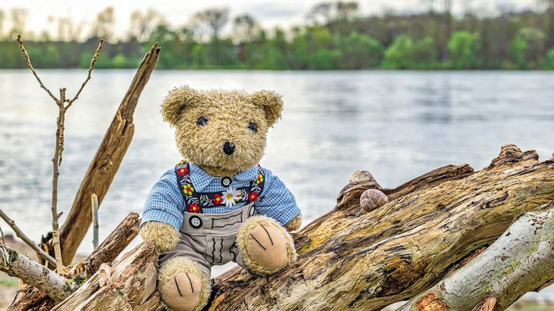 Fred der Bär aus dem Buch das Leben von Fred von Christa Gustson