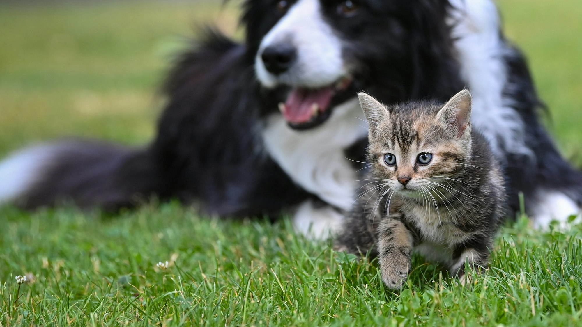 Eine Hündin der Rasse Border Collie liegt auf einer Wiese in einem Garten mit einem wenige Wochen alten Kätzchen.