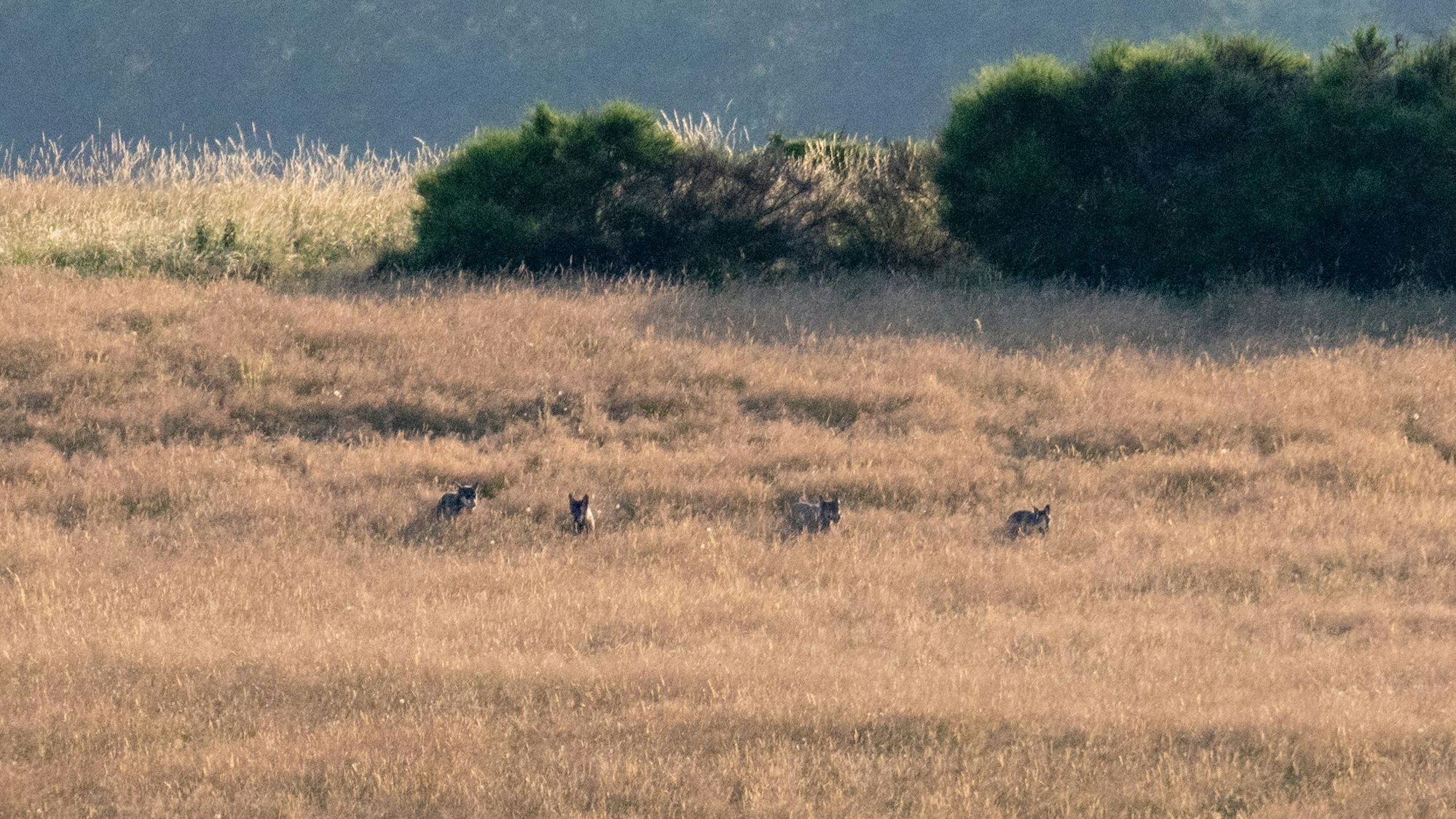 Vier Wölfe streifen in der Abendsonne durch den Nationalpark Eifel.