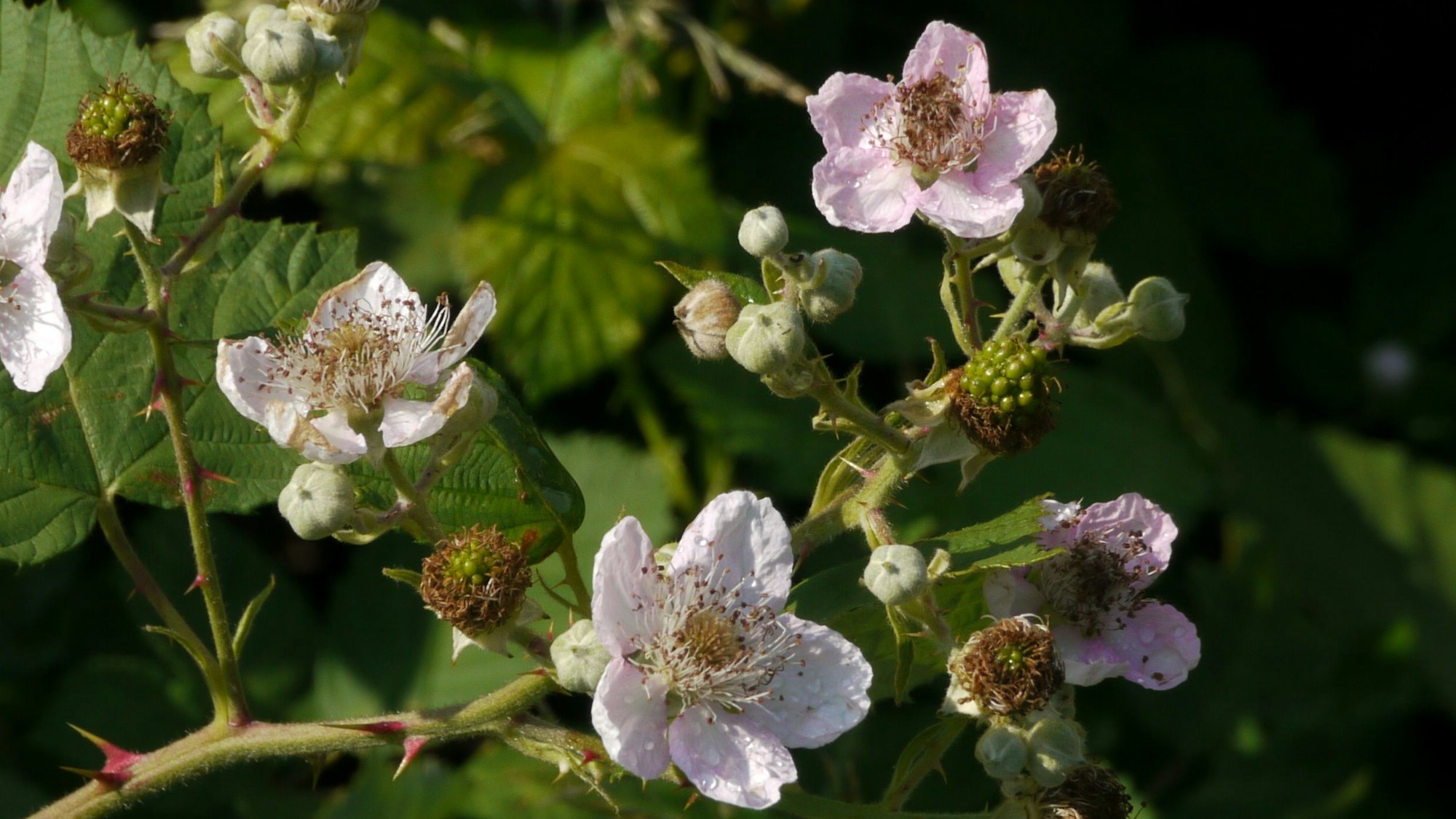 Ein Brombeerstrauch.