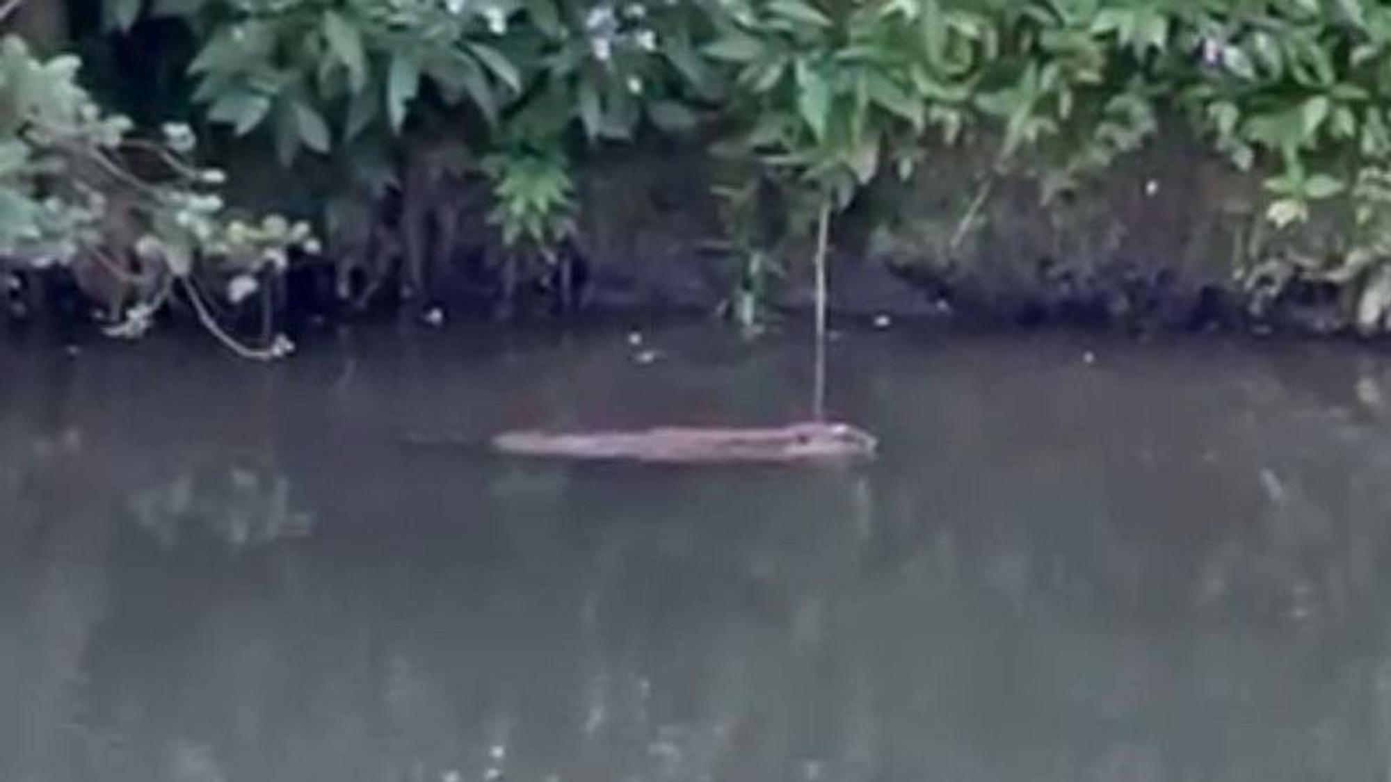 Ein Biber schwimmt in einem Gewässer unweit des Ufers.