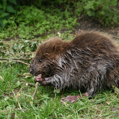 Ein Biber knabbert an einem Stock. Erstmals seit zehn Jahren ist in der Hansestadt Nachwuchs in gleich fünf Revieren nachgewiesen worden.