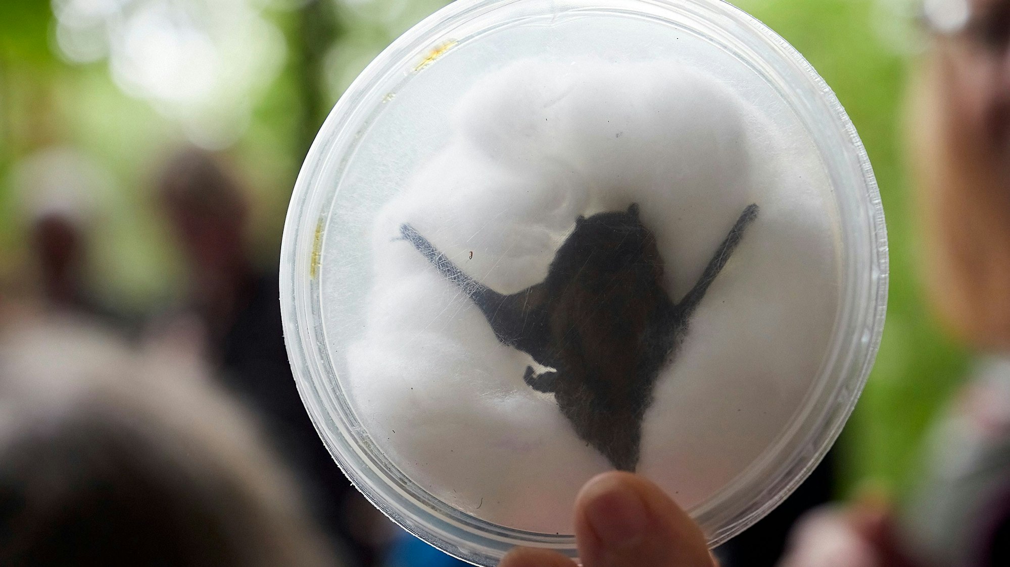 In einer durchsichtigen Kunststoffdose ist, von weißer Watte umschlossen, eine tote und präparierte Fledermaus zu sehen.