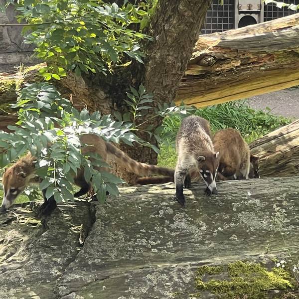 Drei Weißrüssel-Nasenbären klettern auf Baumstämmen in ihrem neuen Gehege im Kölner Zoo.