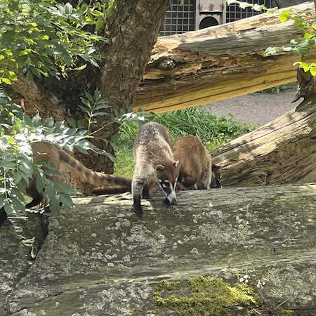 Drei Weißrüssel-Nasenbären klettern auf Baumstämmen in ihrem neuen Gehege im Kölner Zoo.