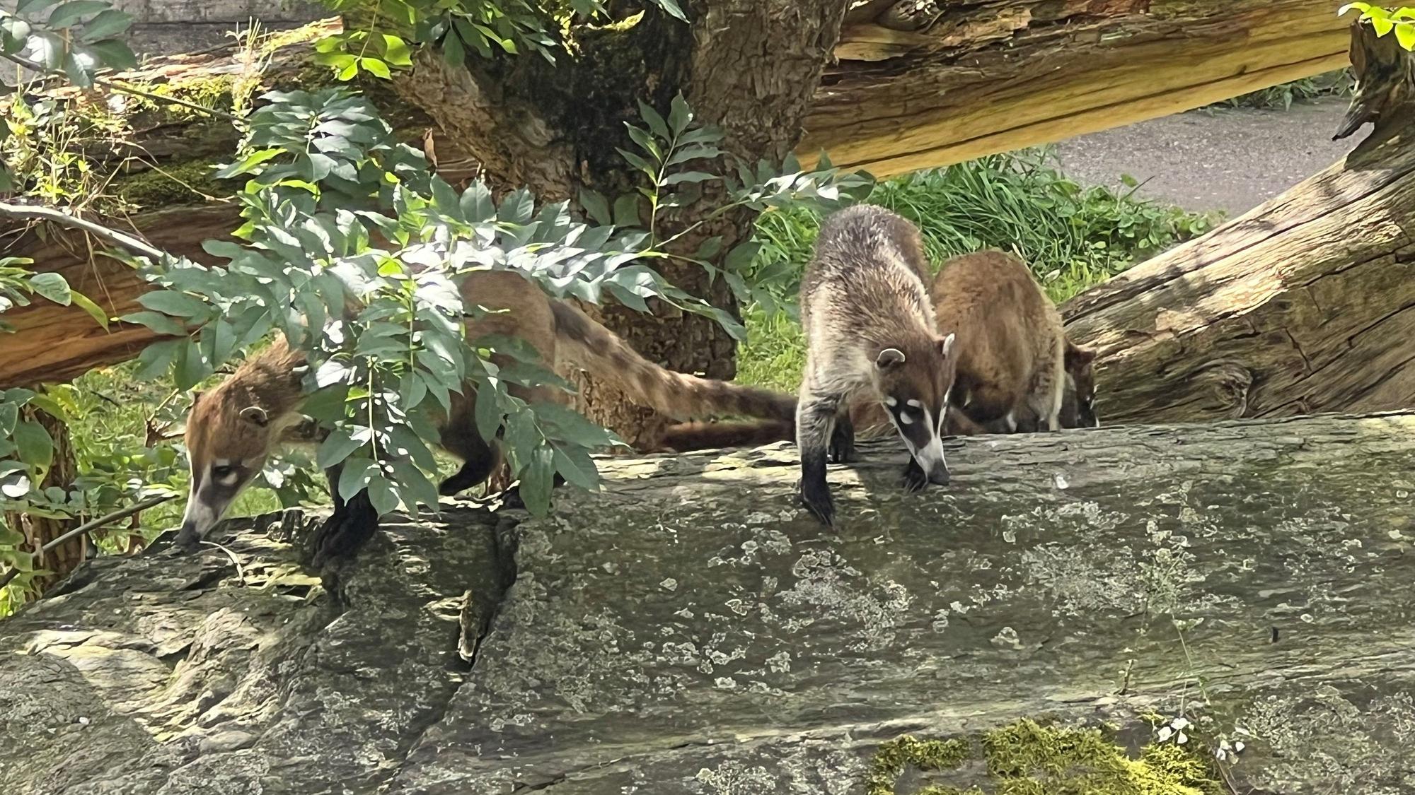 Drei Weißrüssel-Nasenbären klettern auf Baumstämmen in ihrem neuen Gehege im Kölner Zoo.