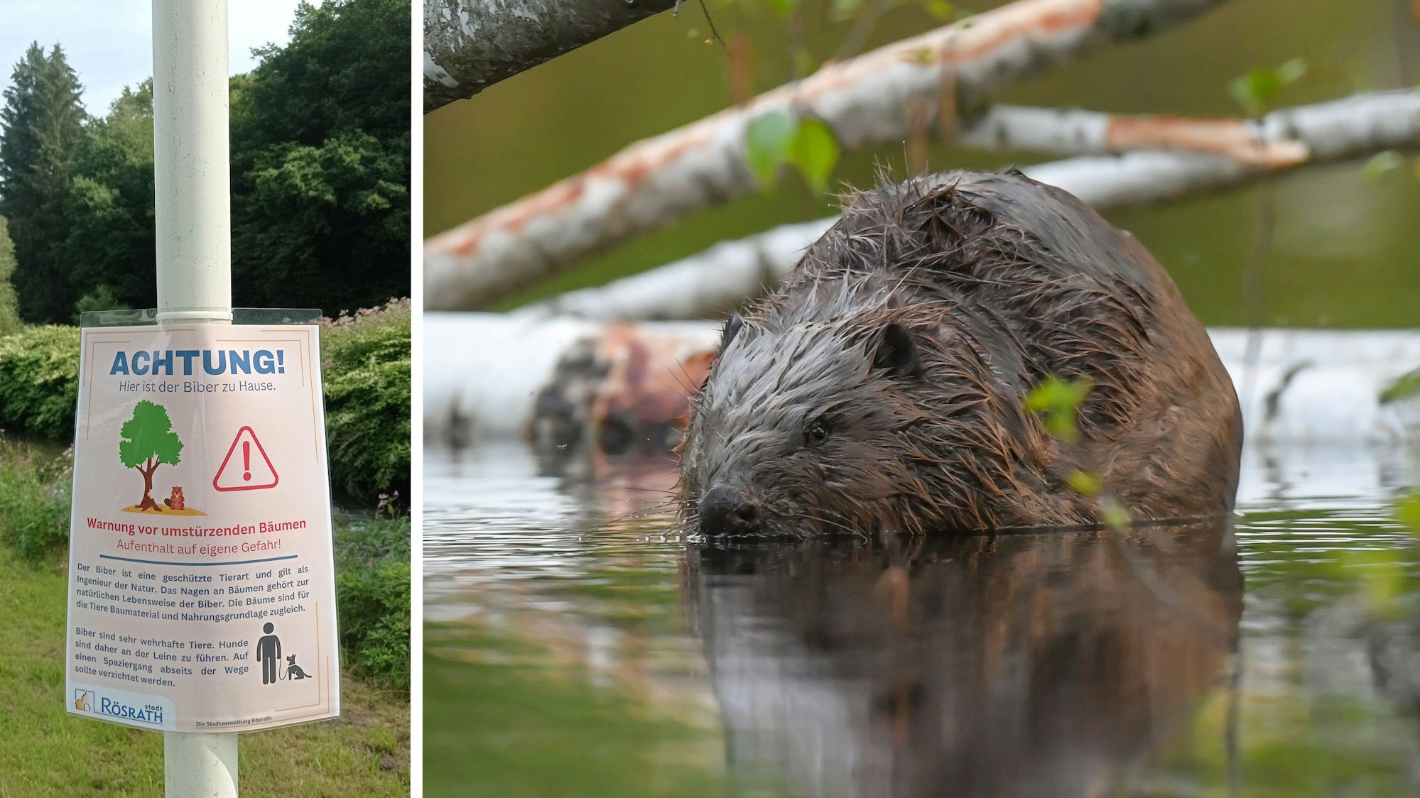 Ein Europäische Biber ist in der Drahendorfer Spree, einem Teilstück der rund 400 Kilometer langen Spree, zu sehen. Außerdem ein Hinweisschild auf Biber in Rösrath.