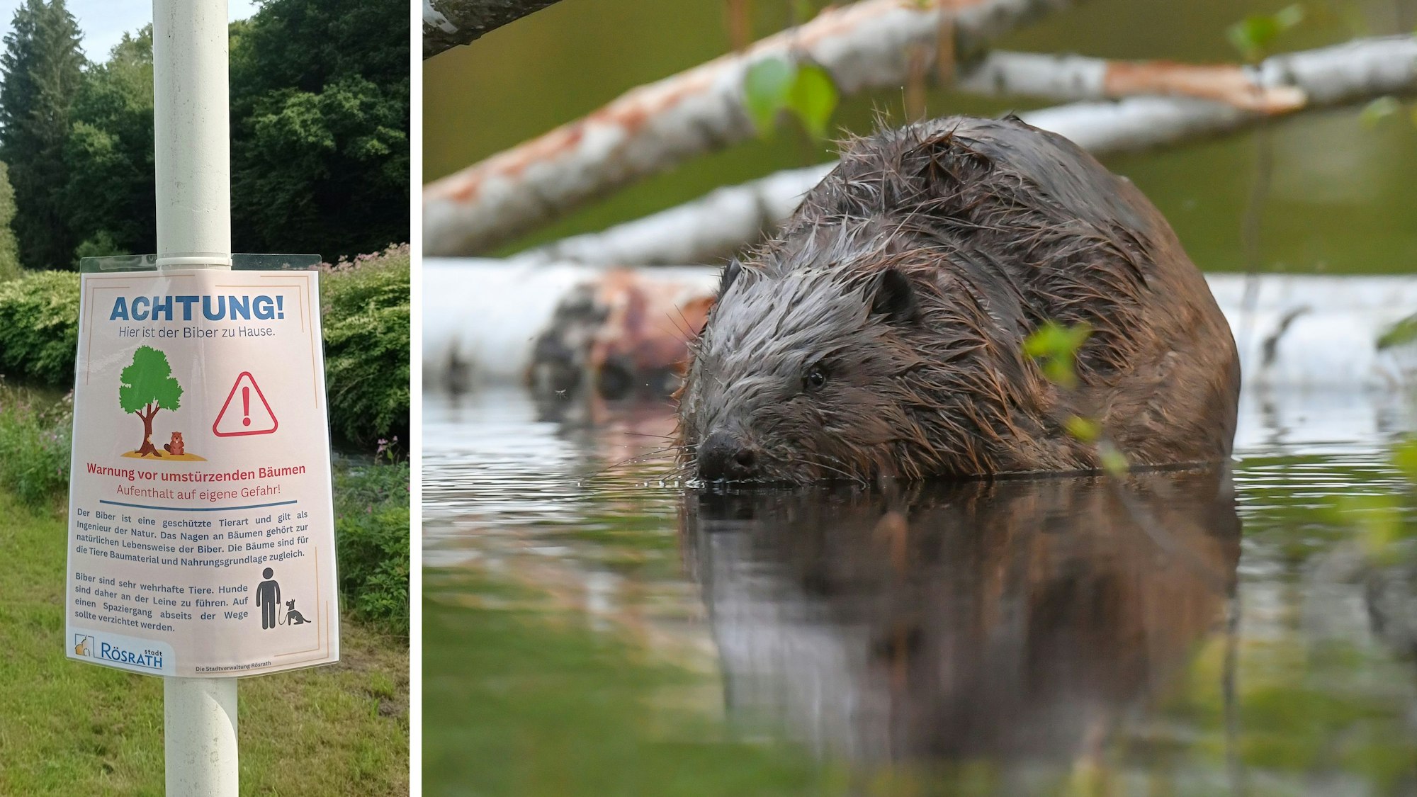 Ein Schild warnt vor umstürzenden Bäumen, die von Bibern angenagt wurden,  in Rösrath.Ein Europäische Biber (Castor fiber) ist in der Drahendorfer Spree, einem Teilstück der rund 400 Kilometer langen Spree, zu sehen.