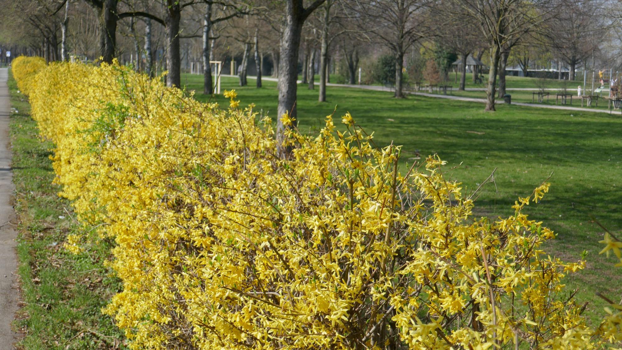 Forsythienhecke Lohsepark in Nippes