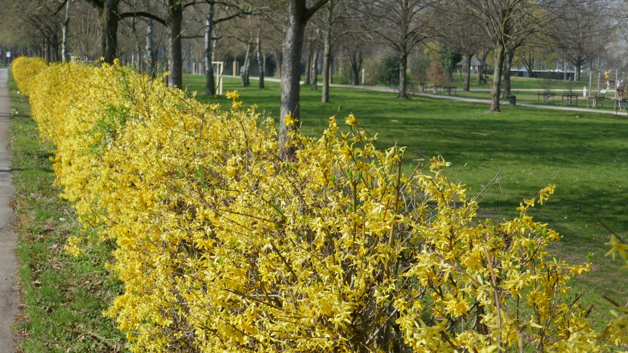 Forsythienhecke Lohsepark in Nippes