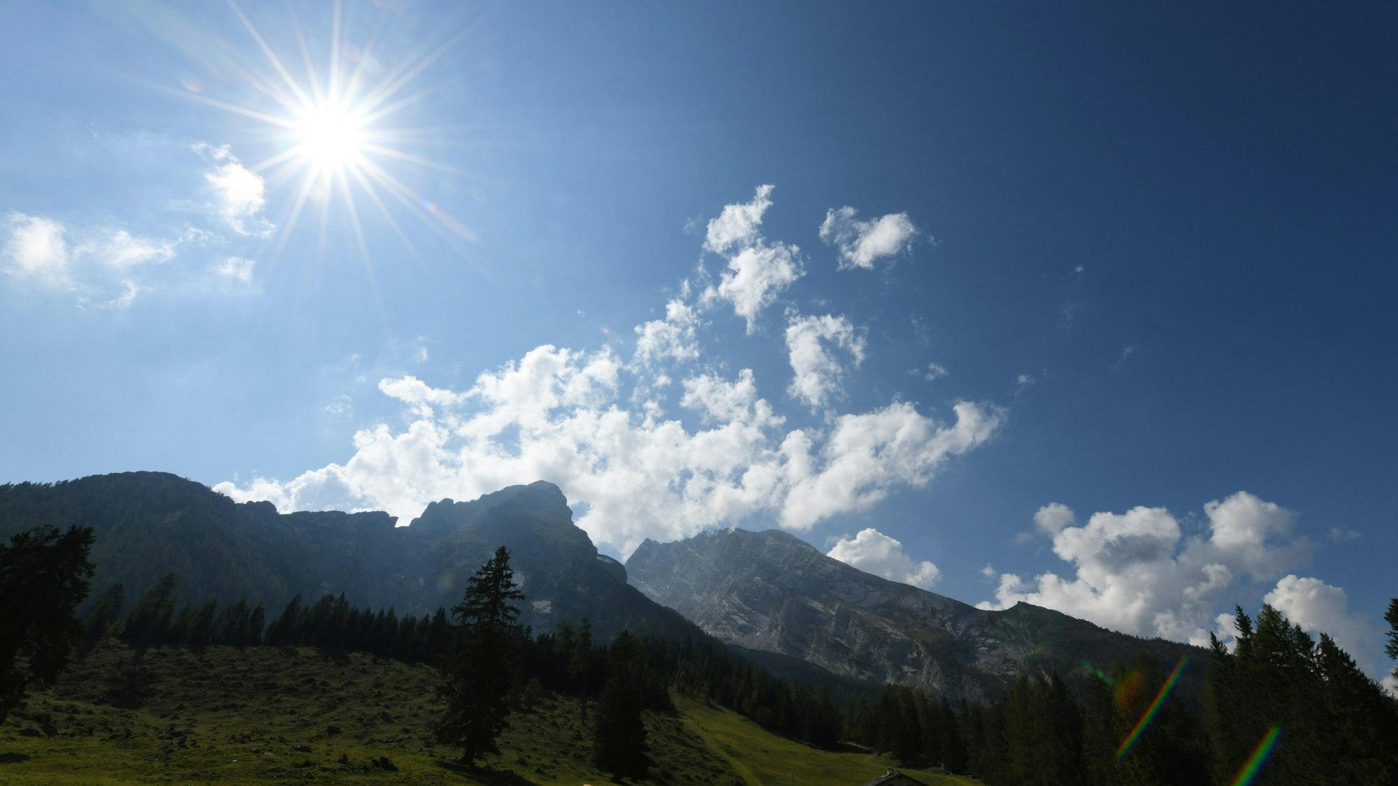 Kühe weiden auf einer Alm vor kleinem Watzmann (l) und Watzmann