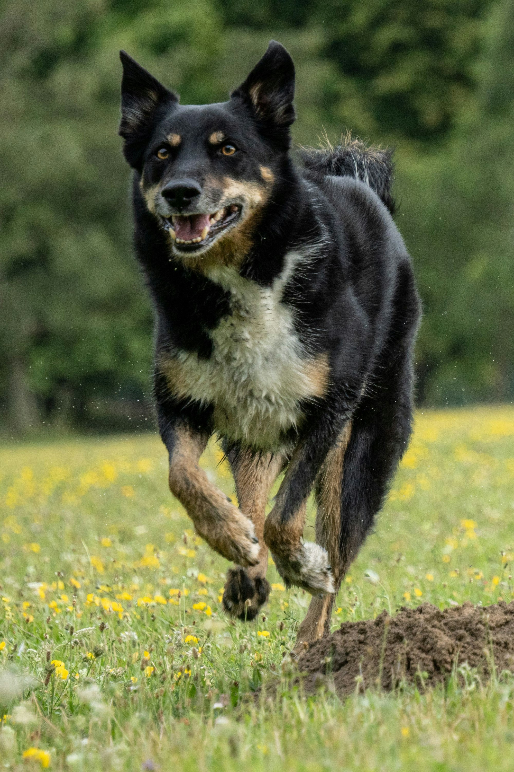 Auf dem Bild ist der Hund Blue zu sehen.