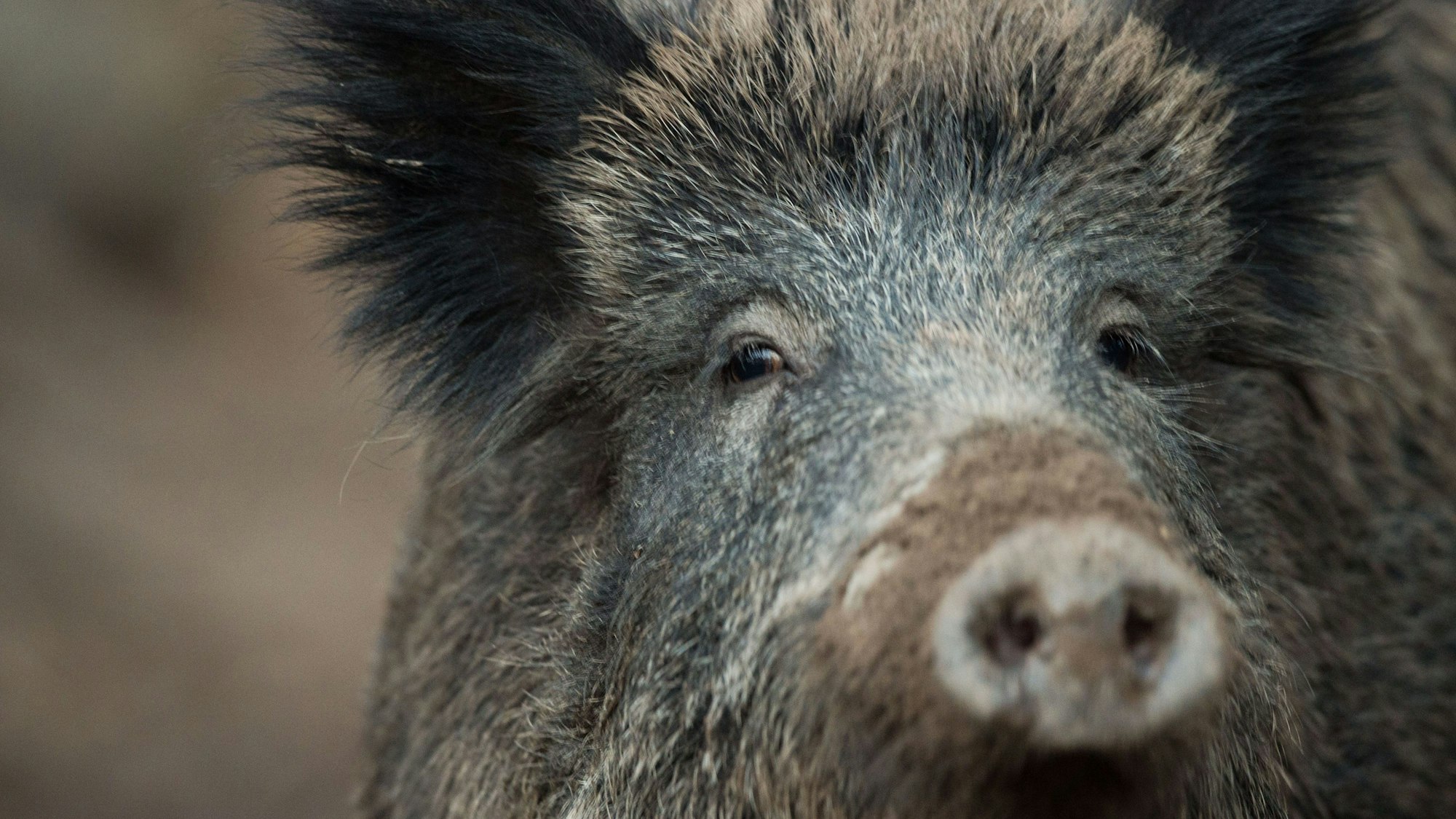Ein Wildschwein schaut in die Kamera.