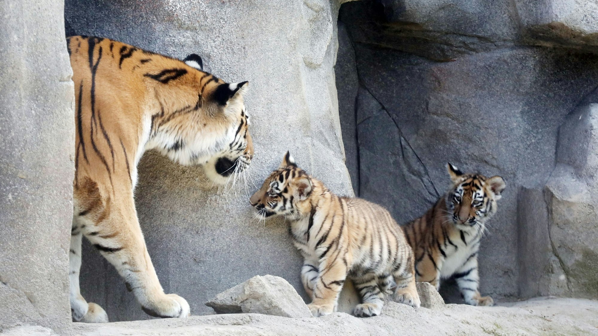 Wer die Tiger im Kölner Zoo sehen will, sollte den Besuch ab sofort langfristig planen.