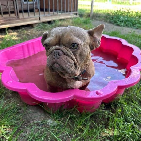 Ein kleiner Hund sitzt in einer Bademuschel mit Wasser.