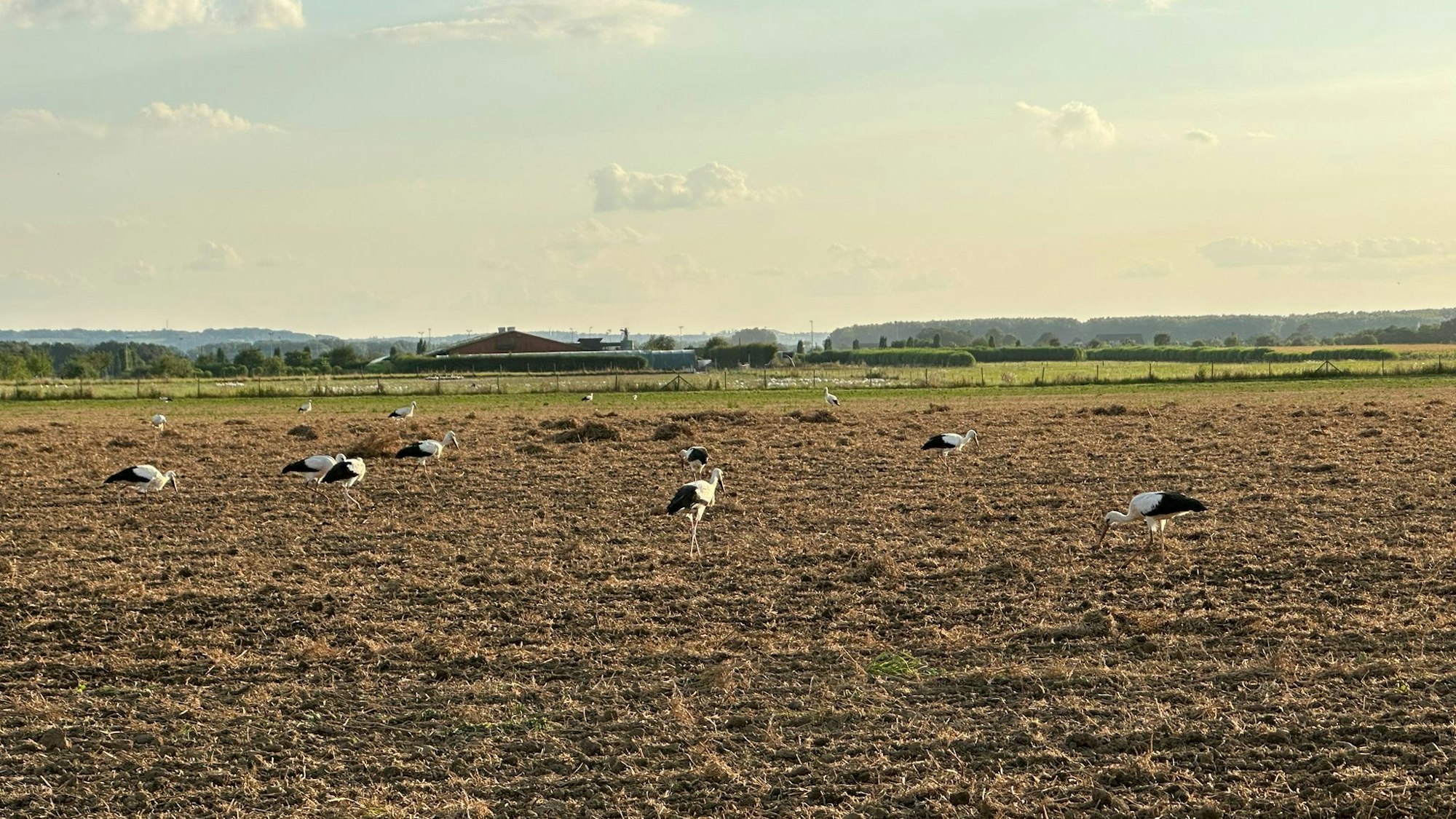 Störche in Niederkassel