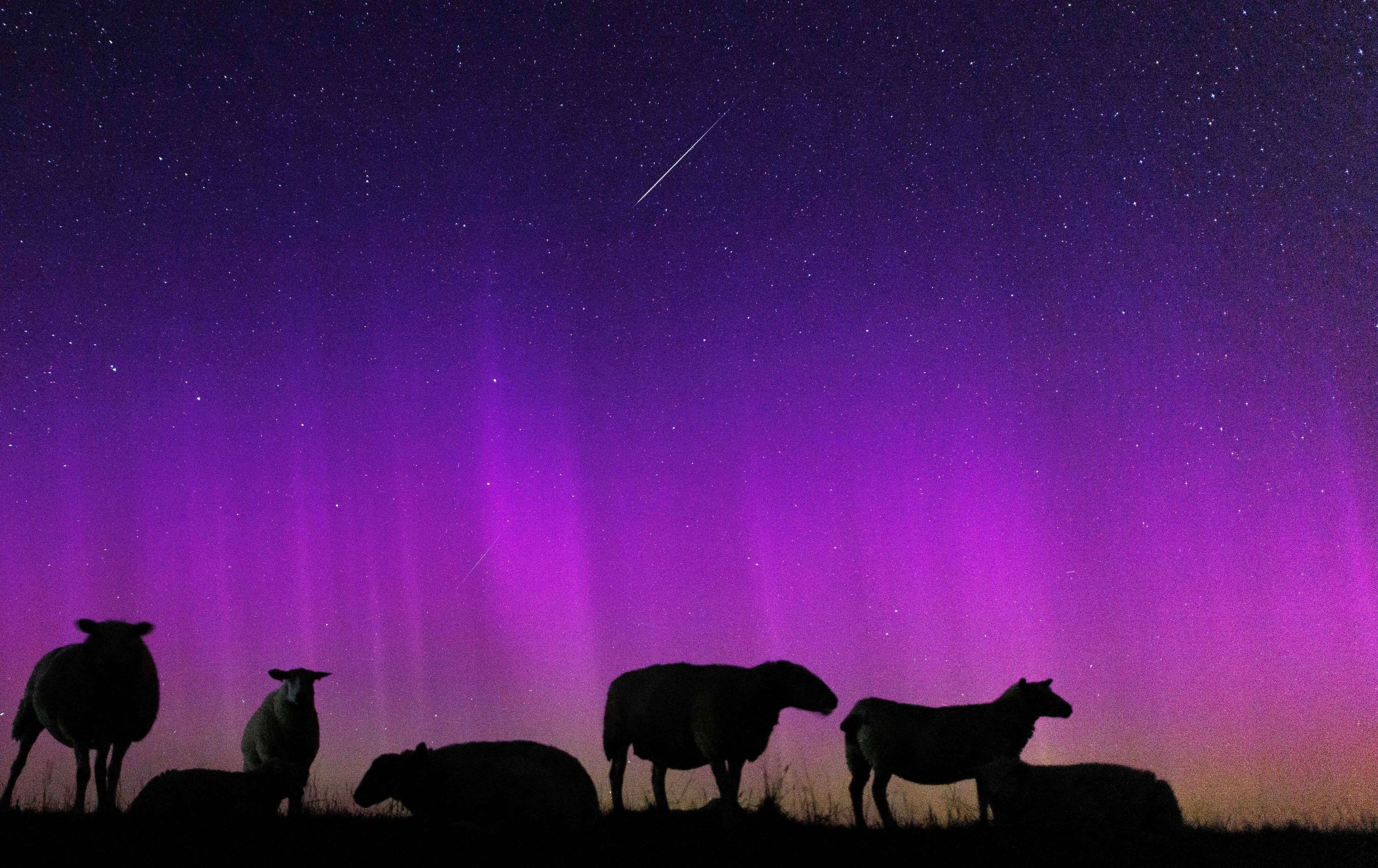 Schafe stehen auf einem Deich zur Nordsee in Ostfriesland unter Polarlichtern (Aurora borealis) während eine Sternschnuppe am Nachthimmmel verglüht.