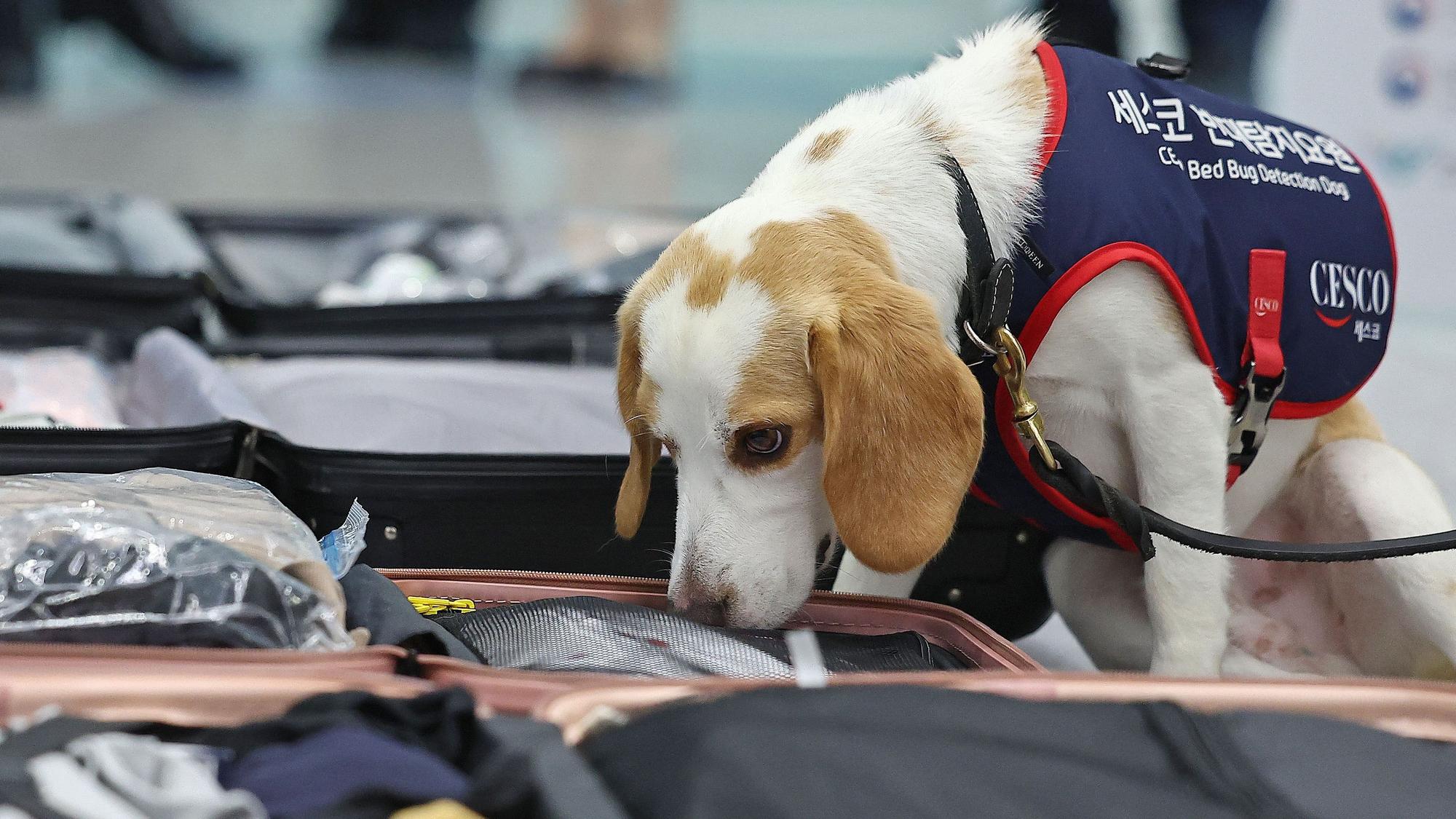 Der zweijährige Beagle Ceco ist darauf trainiert, die blutsaugenden Ungeziefer innerhalb von zwei Minuten zu erschnüffeln.