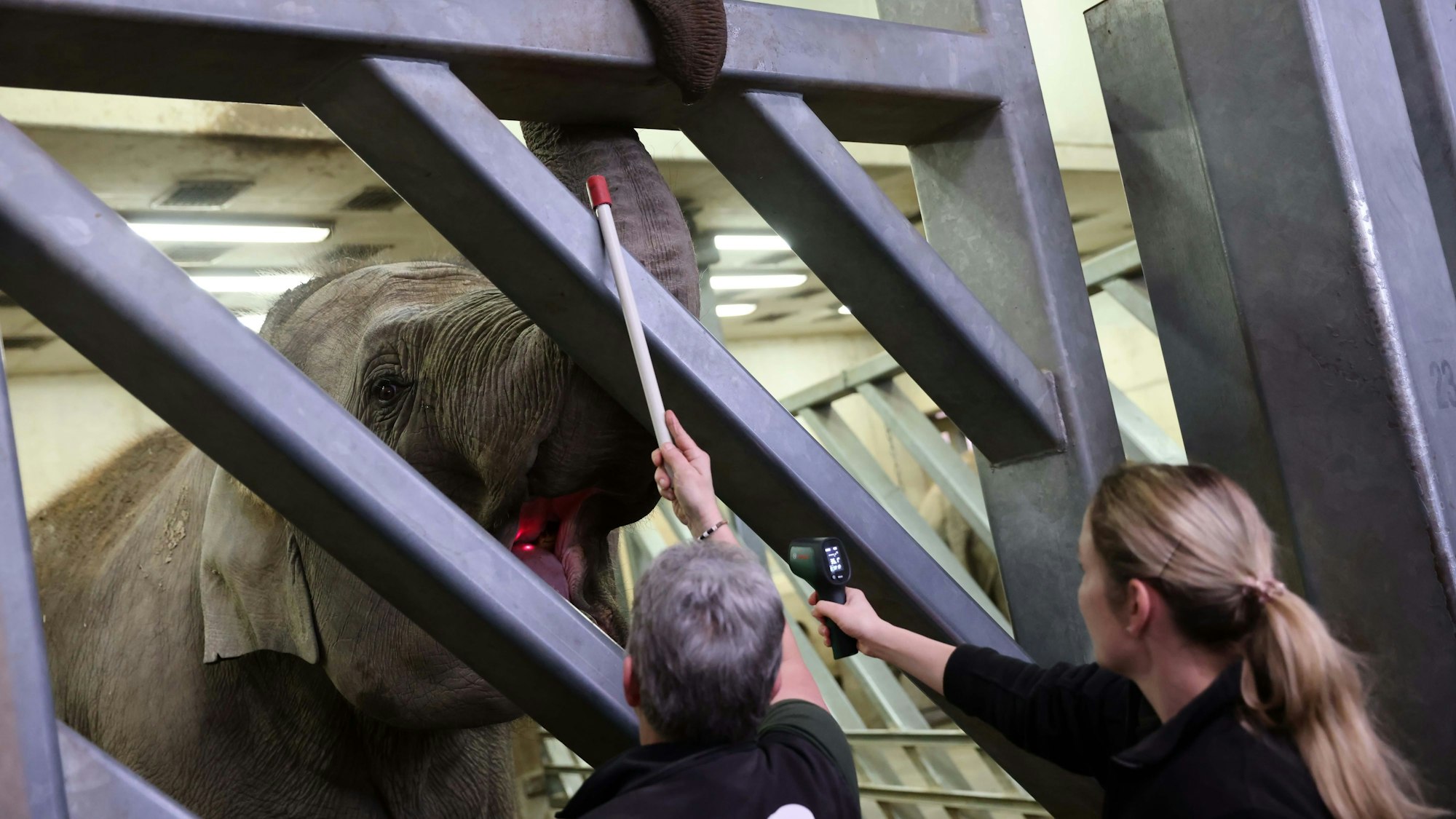Ruhig bleiben bei Behandlungen oder wie hier beim Messen der Körpertemperatur, das lernen die Elefanten beim Target-Training. Nur dann können sie auch in Forschungsprojekte einbezogen werden. Tierpflegerin Ingrid Wallner hat mit dem Elefanten trainiert, Tierärztin Dr Sandra Marcordes misst die Temperatur.