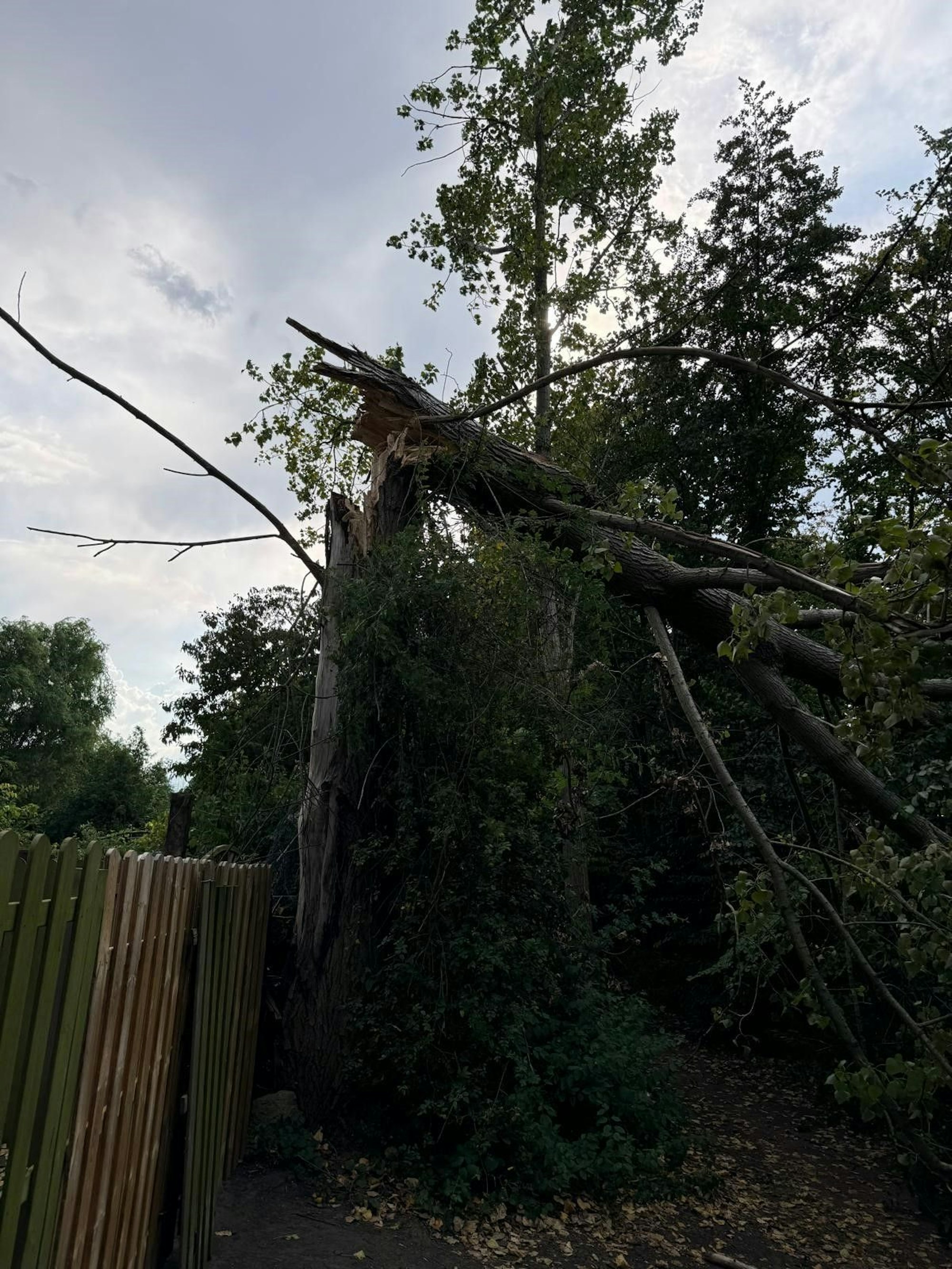 In Hürth wurde ein Baum von einem Blitz getroffen.