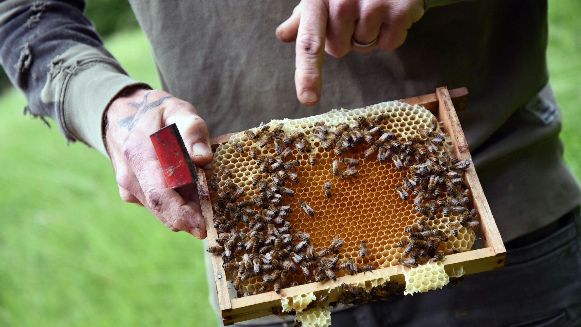 Der Bienenstock in Nahaufnahme.
