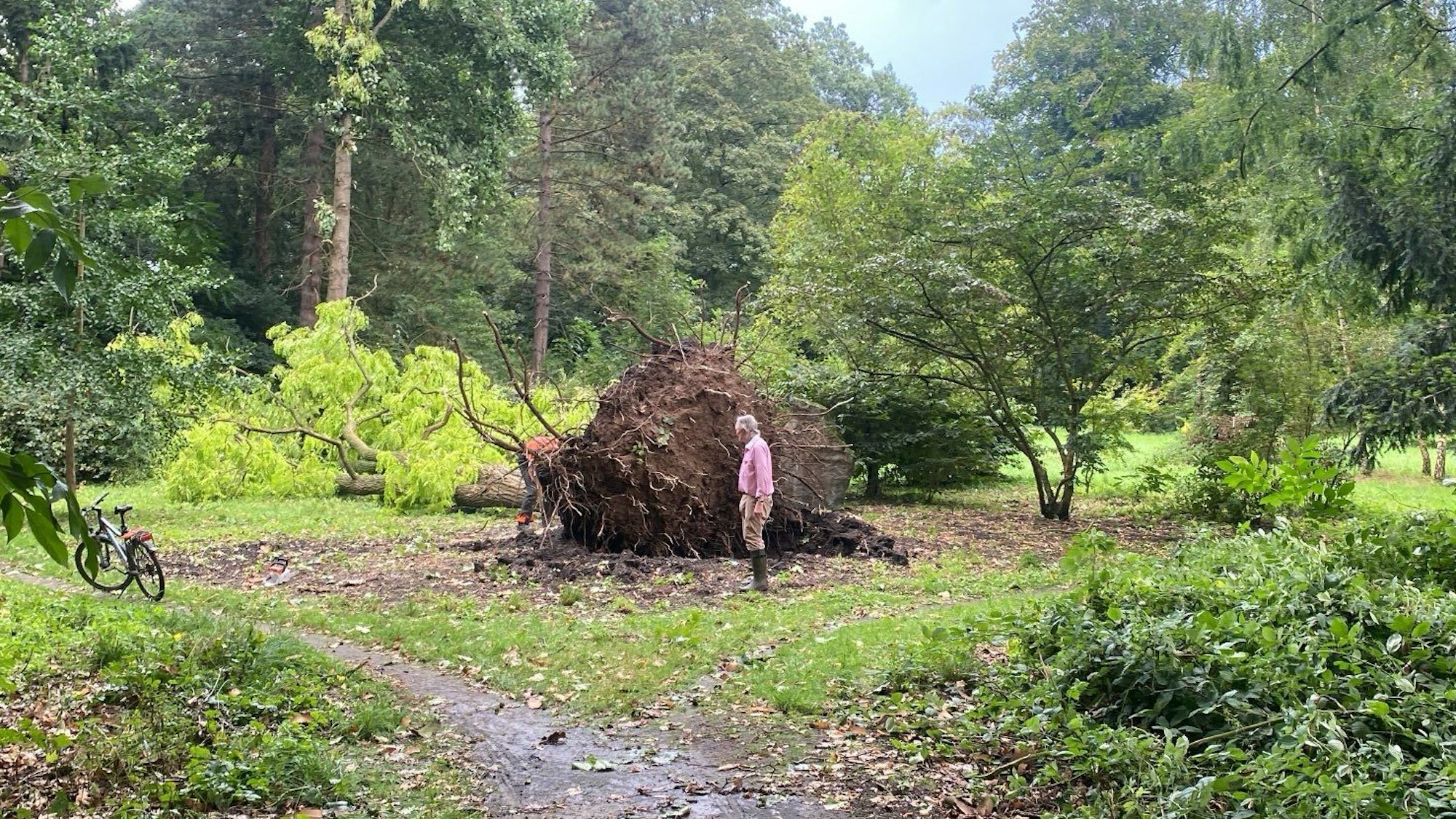 Im Park von Schloss Türnich in ein Baum samt Wurzeln aus dem Erdreich gezogen worden.