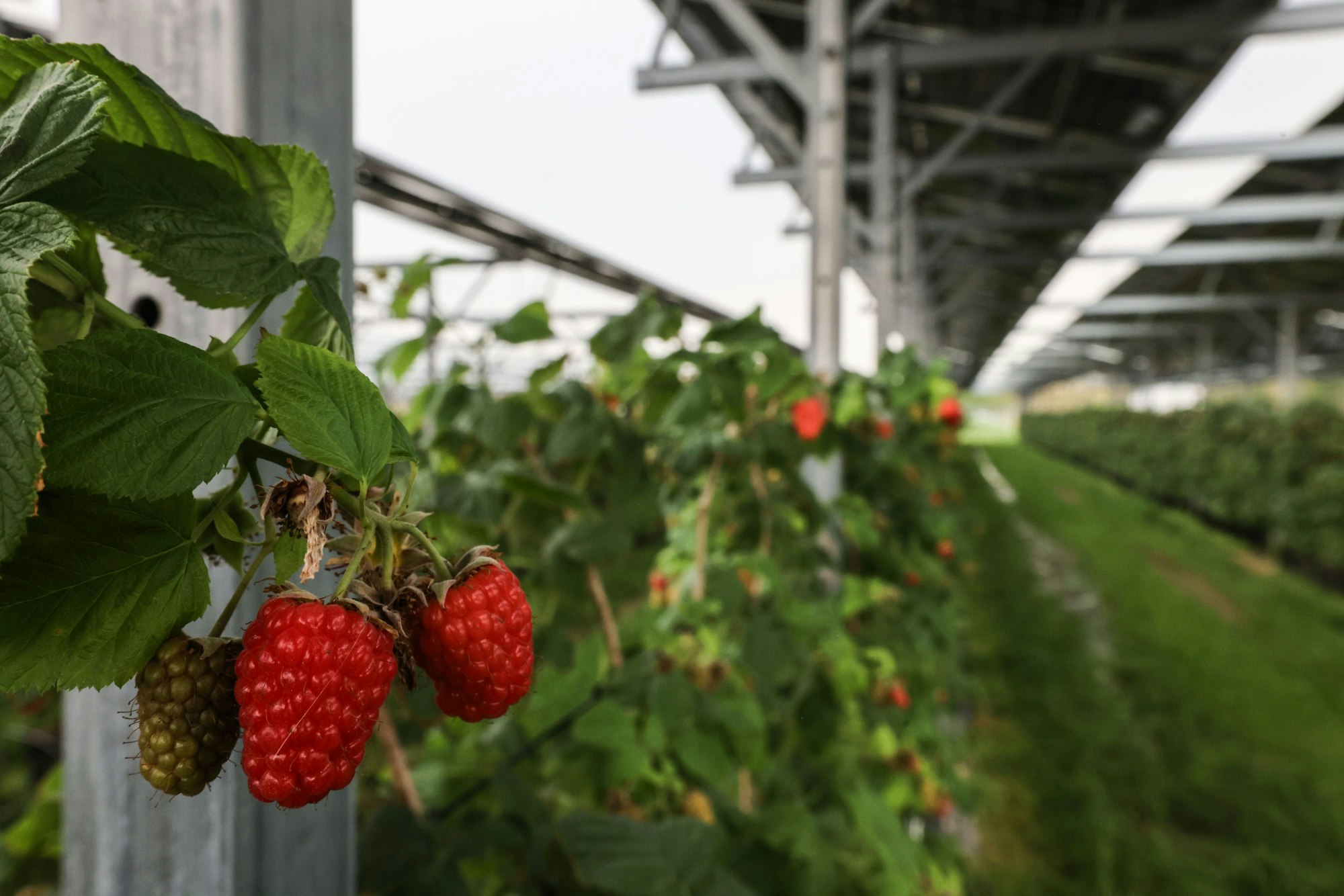 Himbeeren wachsen unter einer Photovoltaikanlage von RWE am Tagebau Garzweiler.