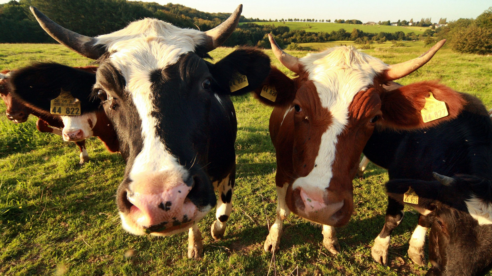 Kühe stehen auf einer Weide bei Lohmar.