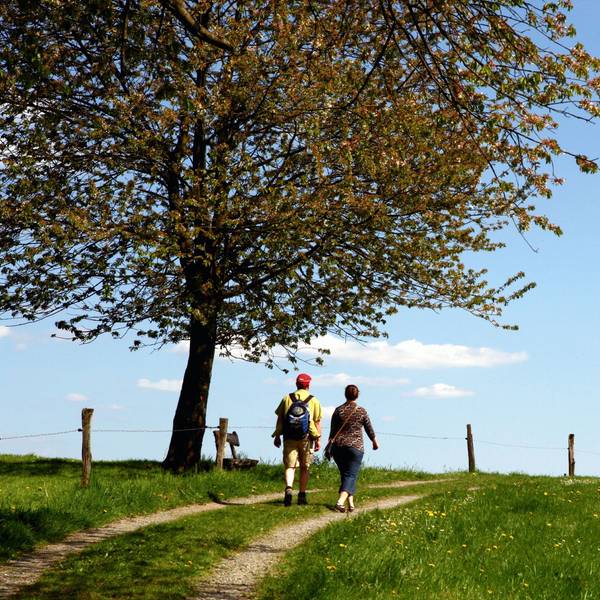 Zwei Wanderer wandern unter einem Baum auf einem Feldweg über eine Anhöhe.