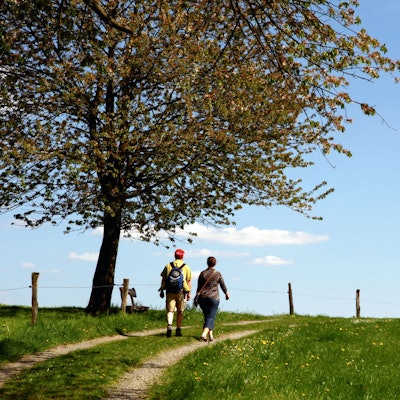 Zwei Wanderer wandern unter einem Baum auf einem Feldweg über eine Anhöhe.