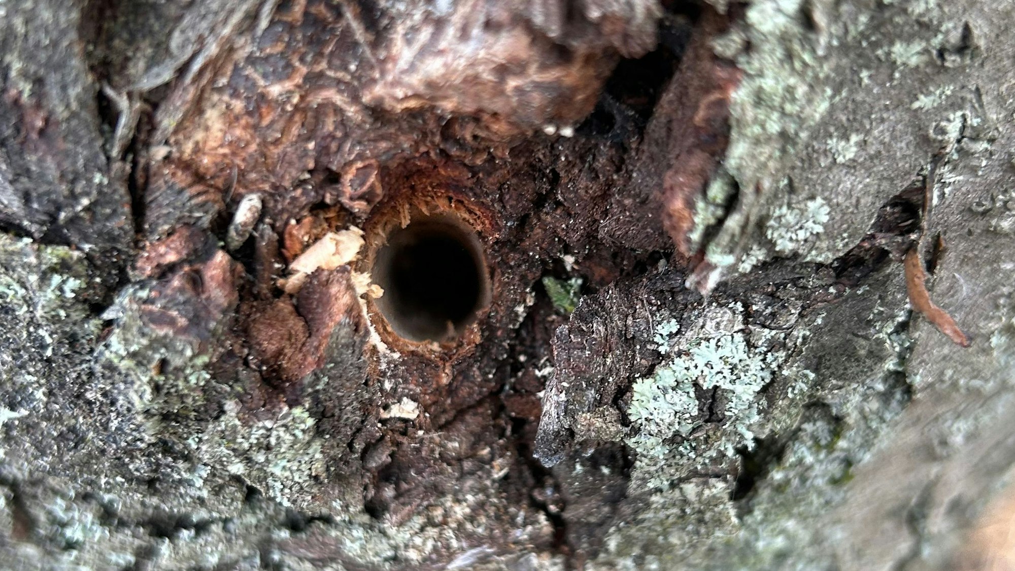Bohrlöcher in einem Baumstamm