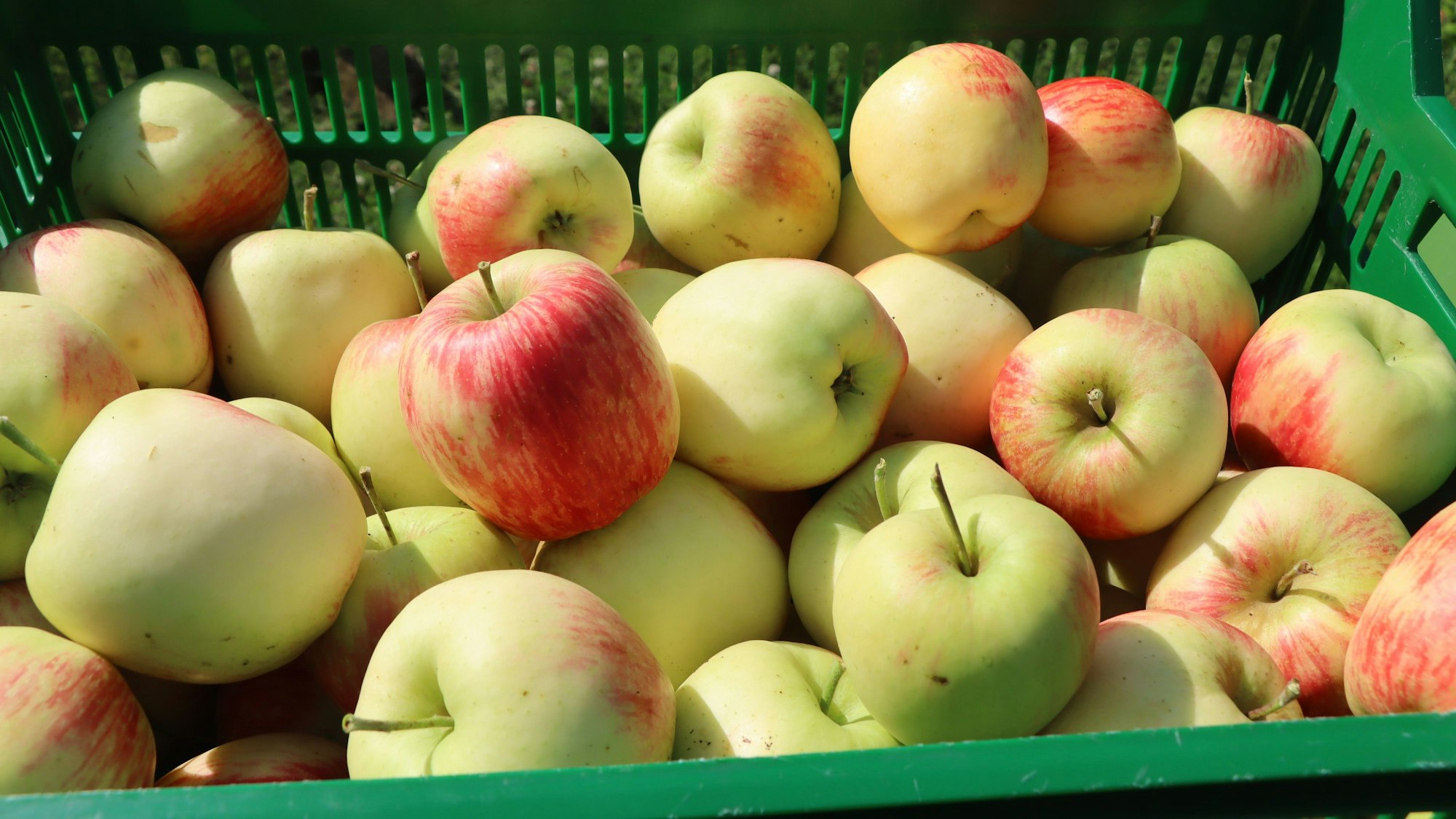 Das Foto zeigt einen grünen Korb voll mit Äpfeln.