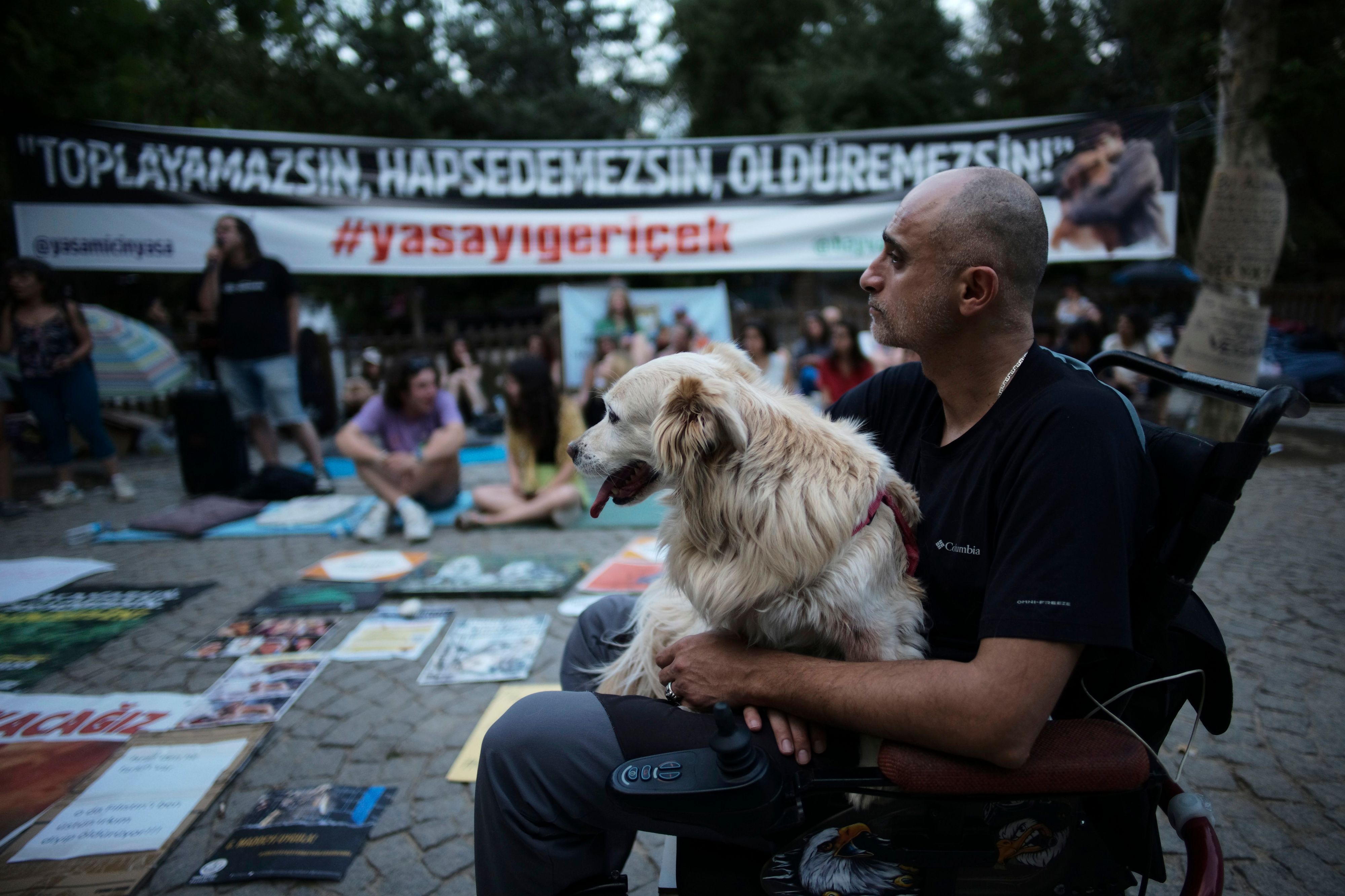Die aktuelle Straßenhund-Debatte löste in der Türkei eine Reihe von Protesten aus. dpa/AP