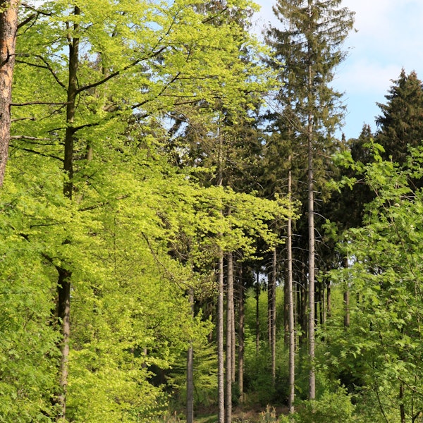 Zu sehen sind zwei Spaziergänger im Lerbacher Wald.
