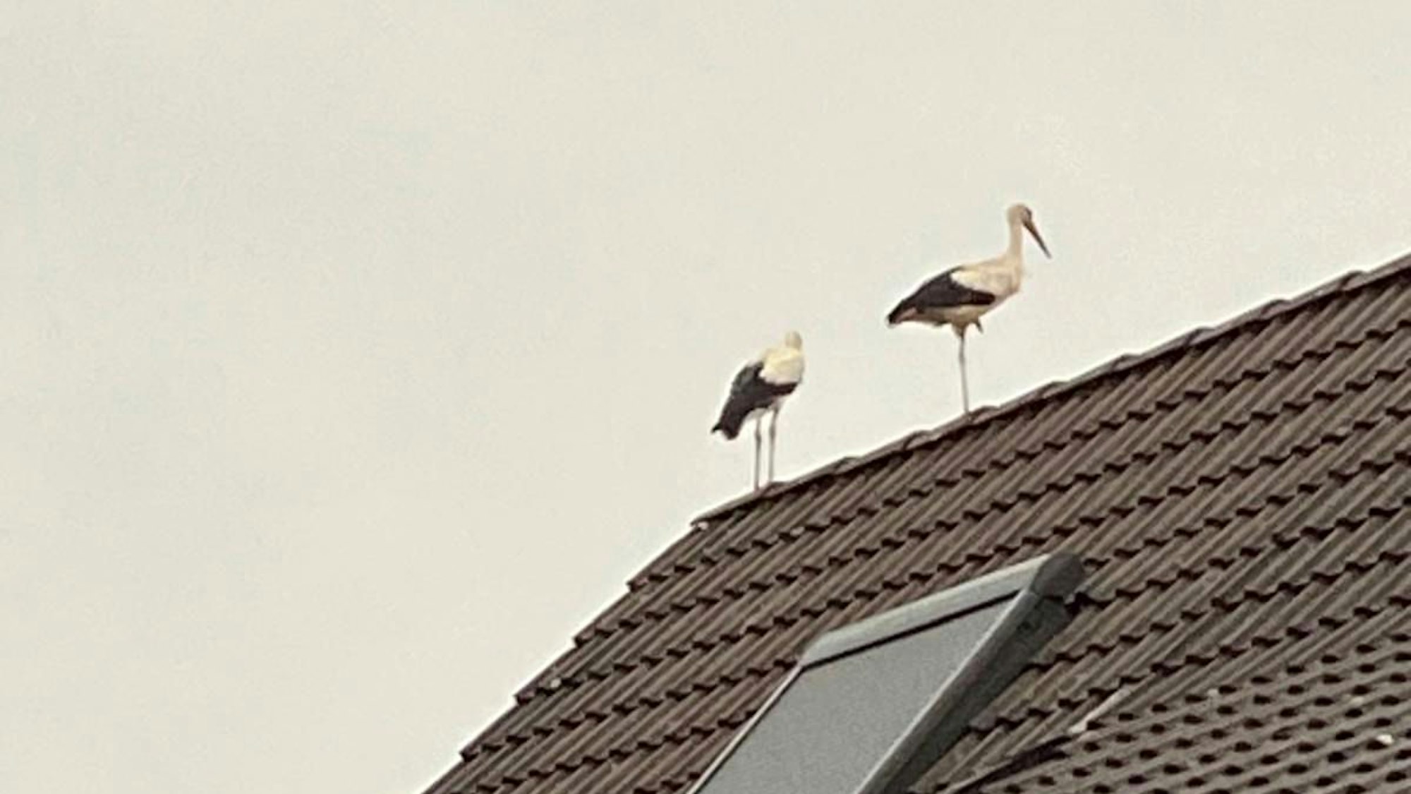 Zwei Störche stehen auf einem Hausdach.