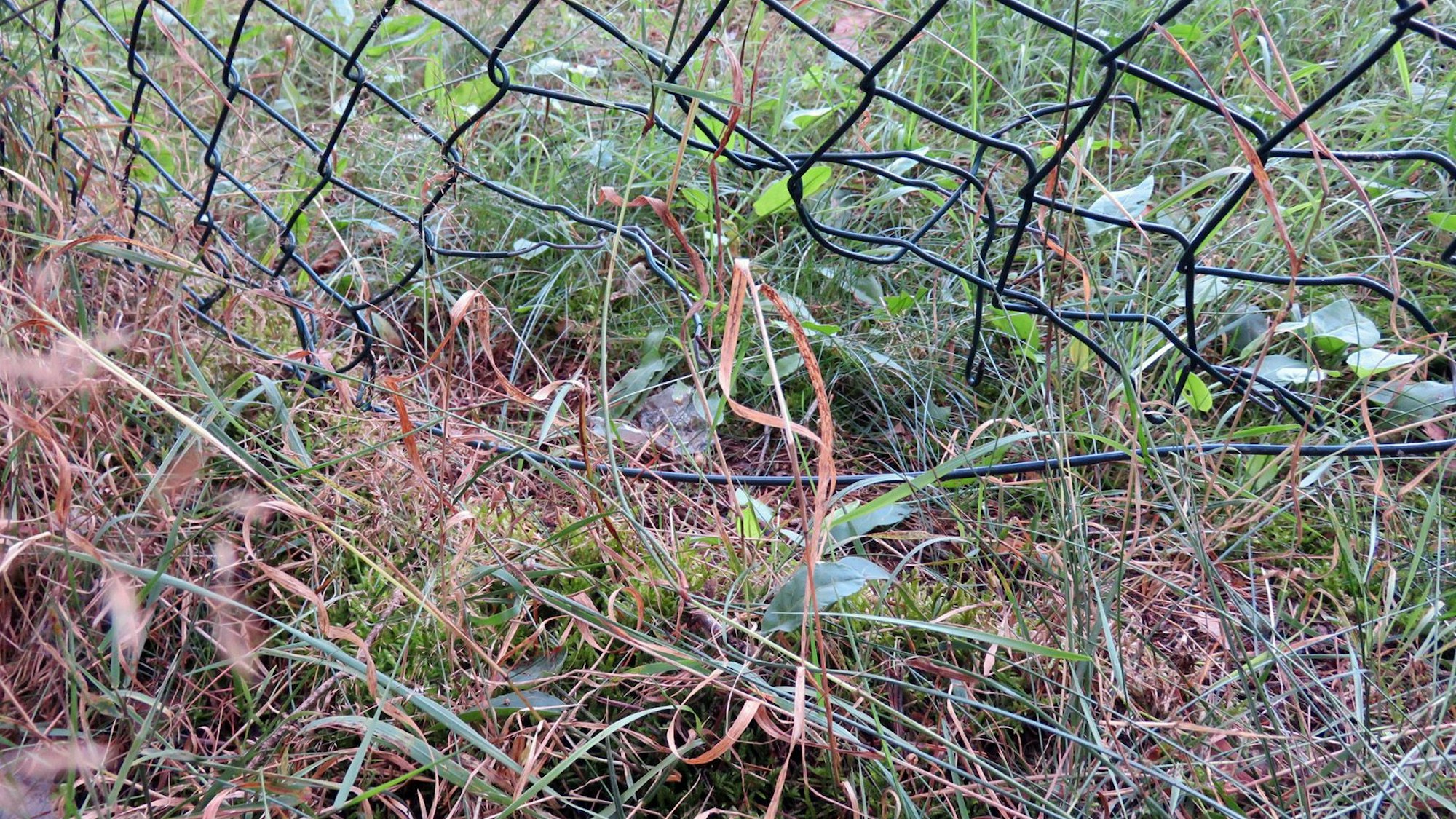 Detailaufnahme des beschädigten Maschendrahtzauns am Trinkwasser-Hochbehälter in Mechernich.