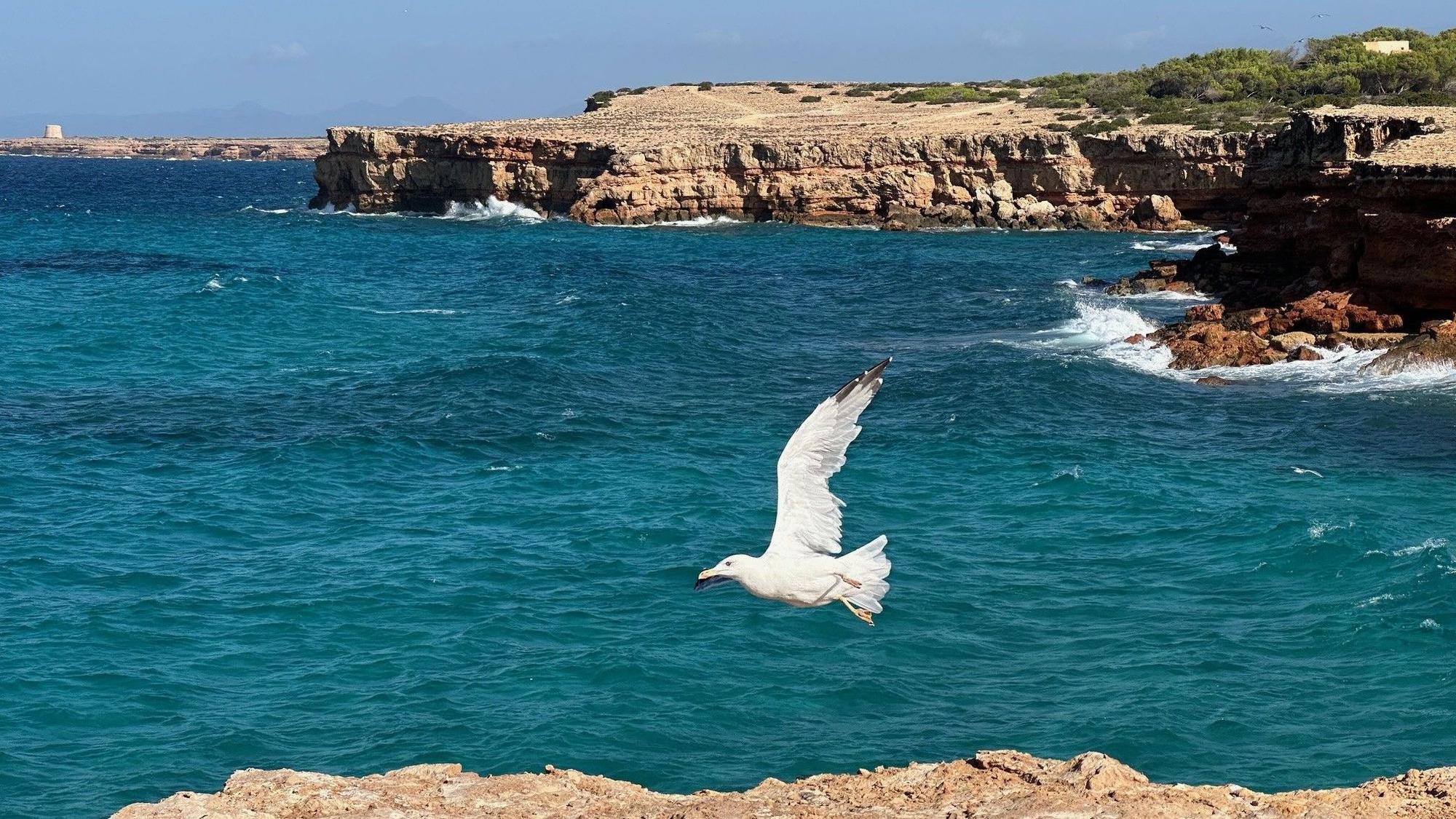 Möwe im Tiefflug: Dieser besonderen Moment am Meer ist ein Beispiel für ein gelungenes Urlaubsmotiv.