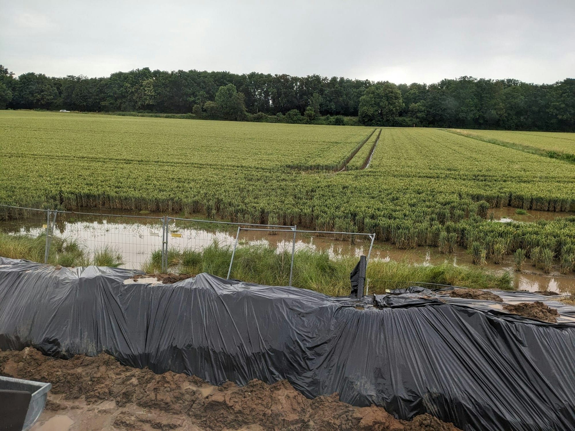 Bei Regen staut sich das Wasser auf einem Acker direkt neben den Gärten der Häuser an der Burgstraße in Lipp.