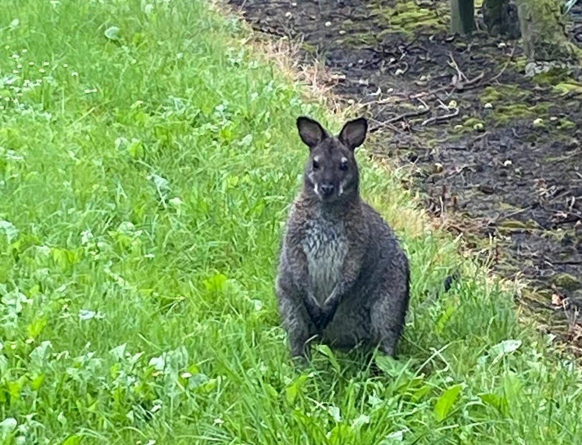 Ein Känguru sitzt auf einer Wiese. Polizisten haben das Tier im Landkreis Stade gefangen.